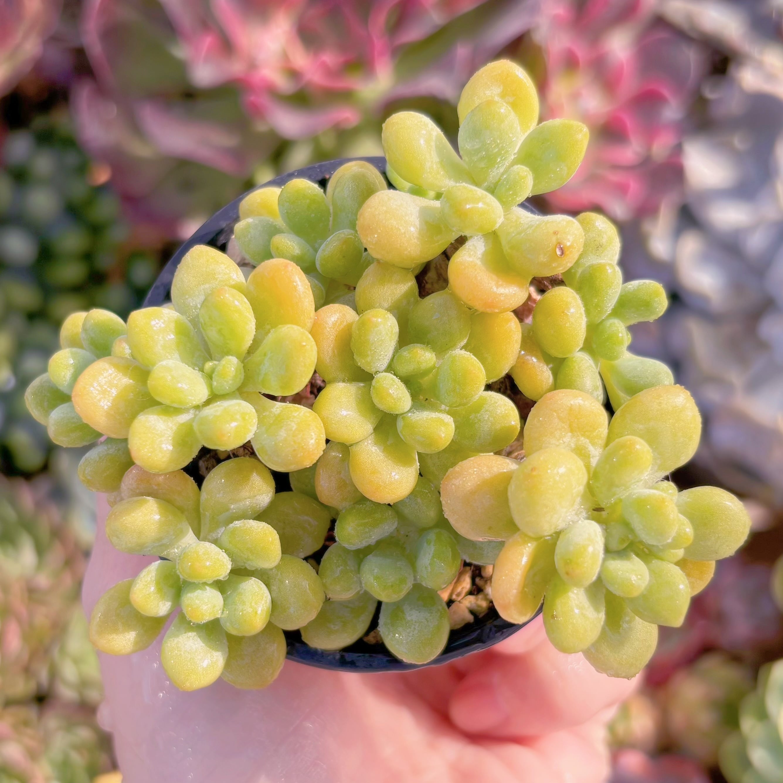 現品　ロココ#254　るる農園