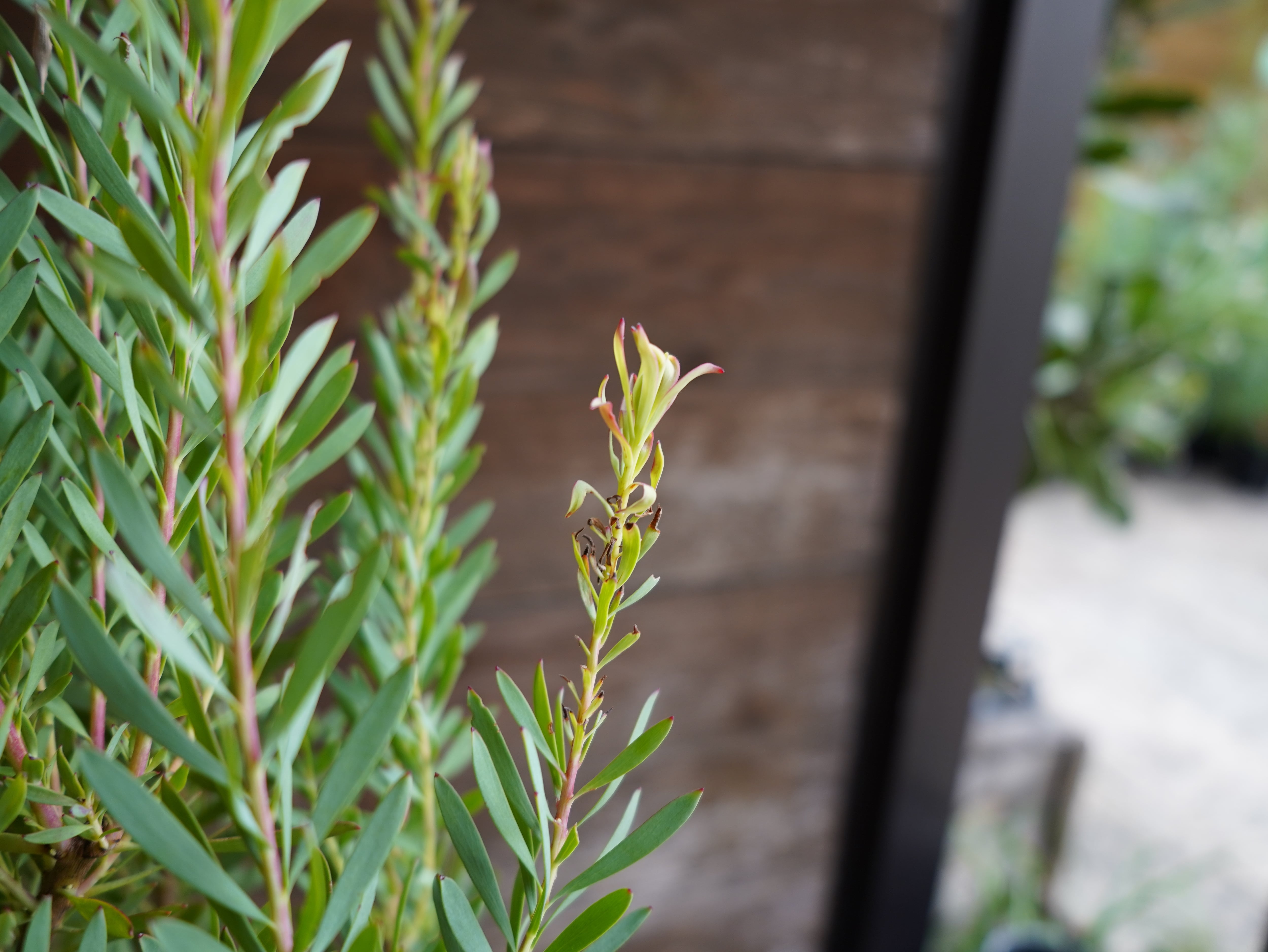 【現物】リューカデンドロン　”Harlequin”