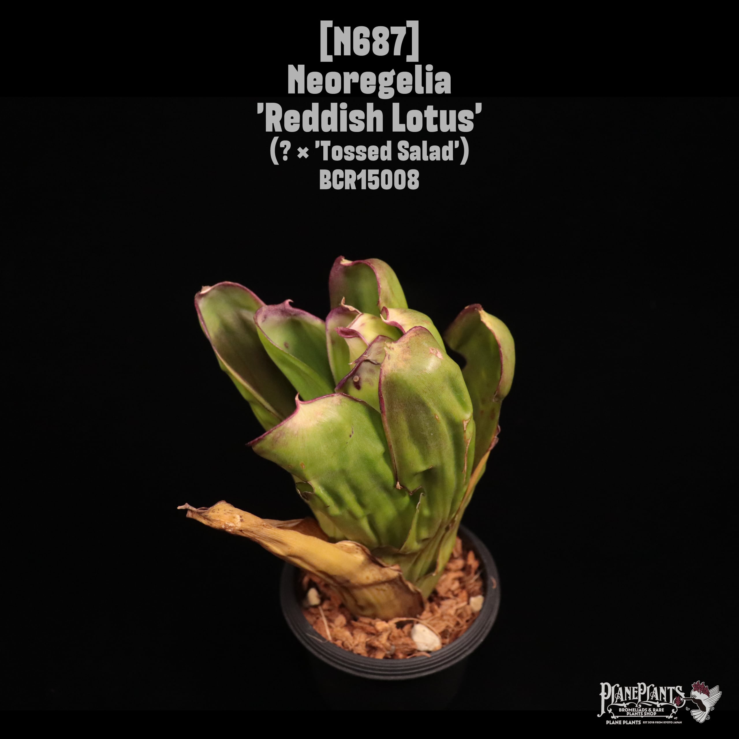 Neoregelia | plane plants