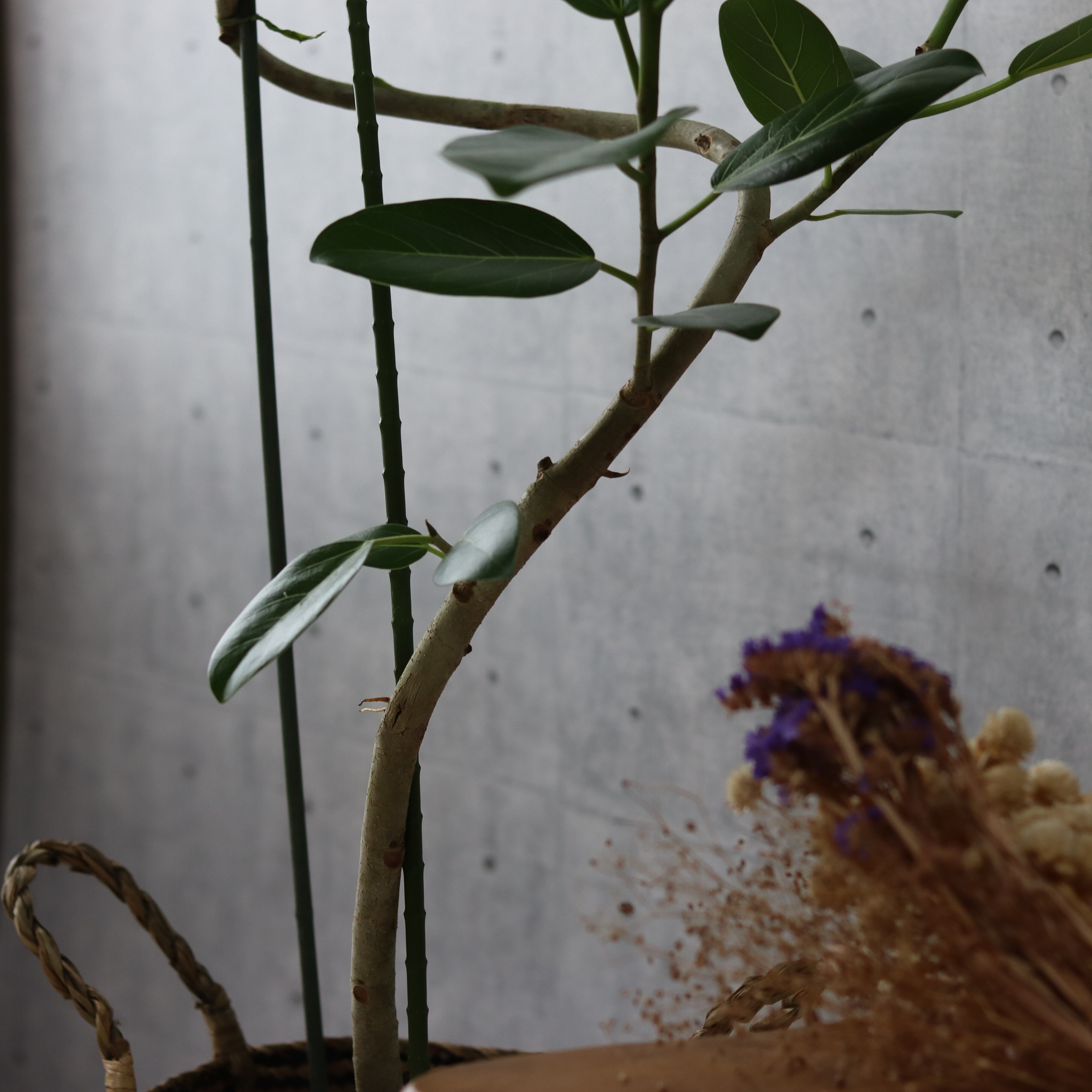 【大型螺旋仕立て】 フィカス ベンガレンシス 曲がり仕立て 観葉植物 室内
