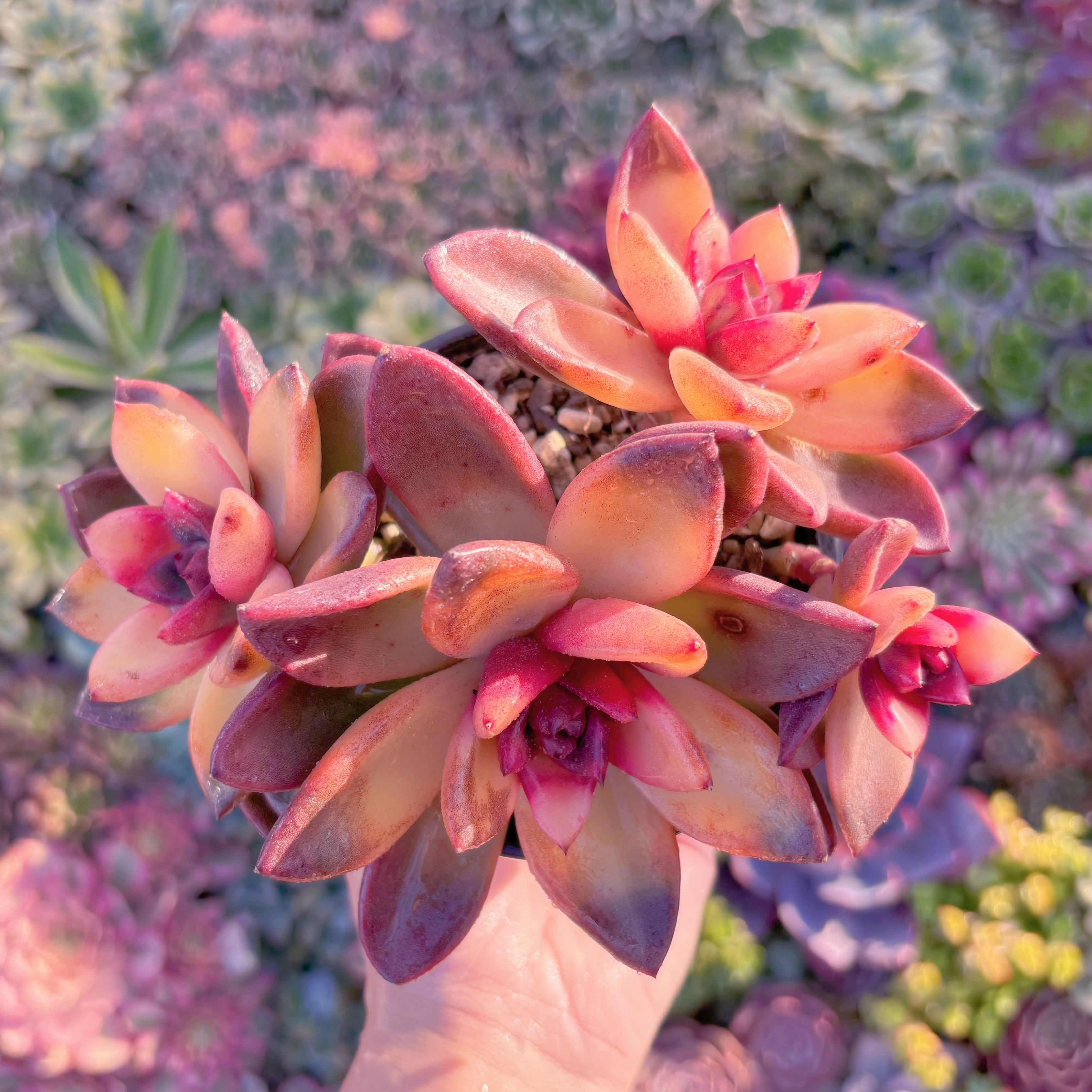 現品　パインローズ錦#M181　群生　新入荷　るる農園