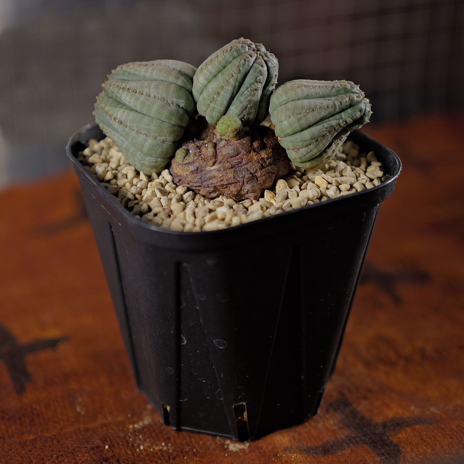 厳選株】成長点潰れ 仔吹き 木質化 オベサ / ユーフォルビア