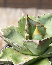 【PREMIUM】 抜き苗 アガベ チタノタ 鰐亀 親株 Agave 'Alligator Snapper'