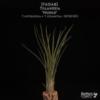 【送料無料】'Mudlo'〔エアプランツ〕現品発送T4048