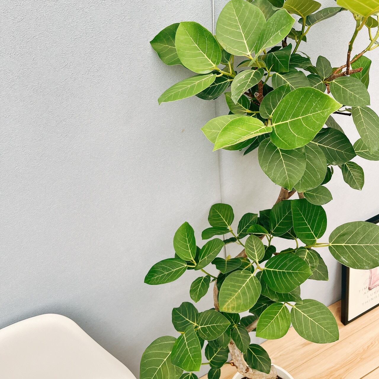 現品］【希少】☆おすすめ☆ 93番 フィカス グランディス 曲がり 8号