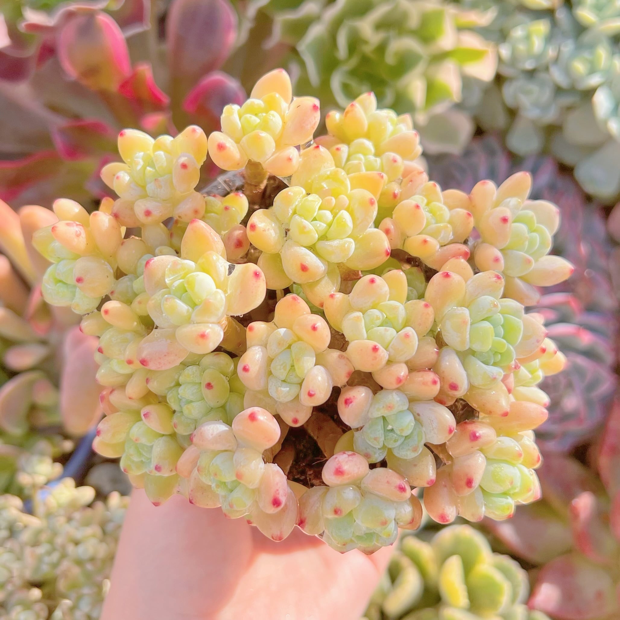 現品　ピンクラウル#634　群生　るる農園