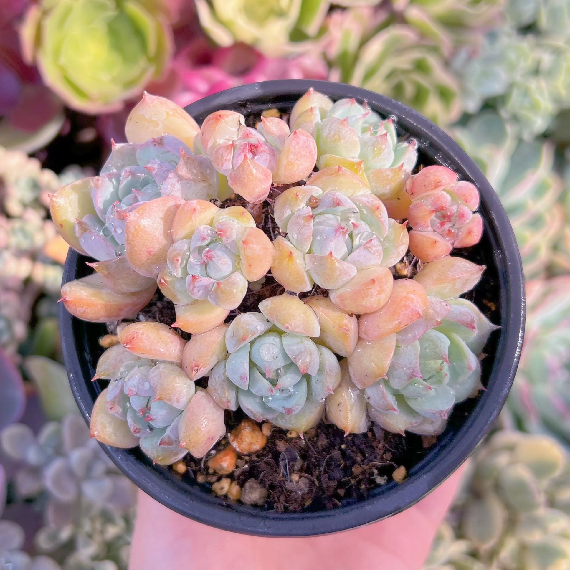 現品　ピンクプリズム#F081　古株　るる農園