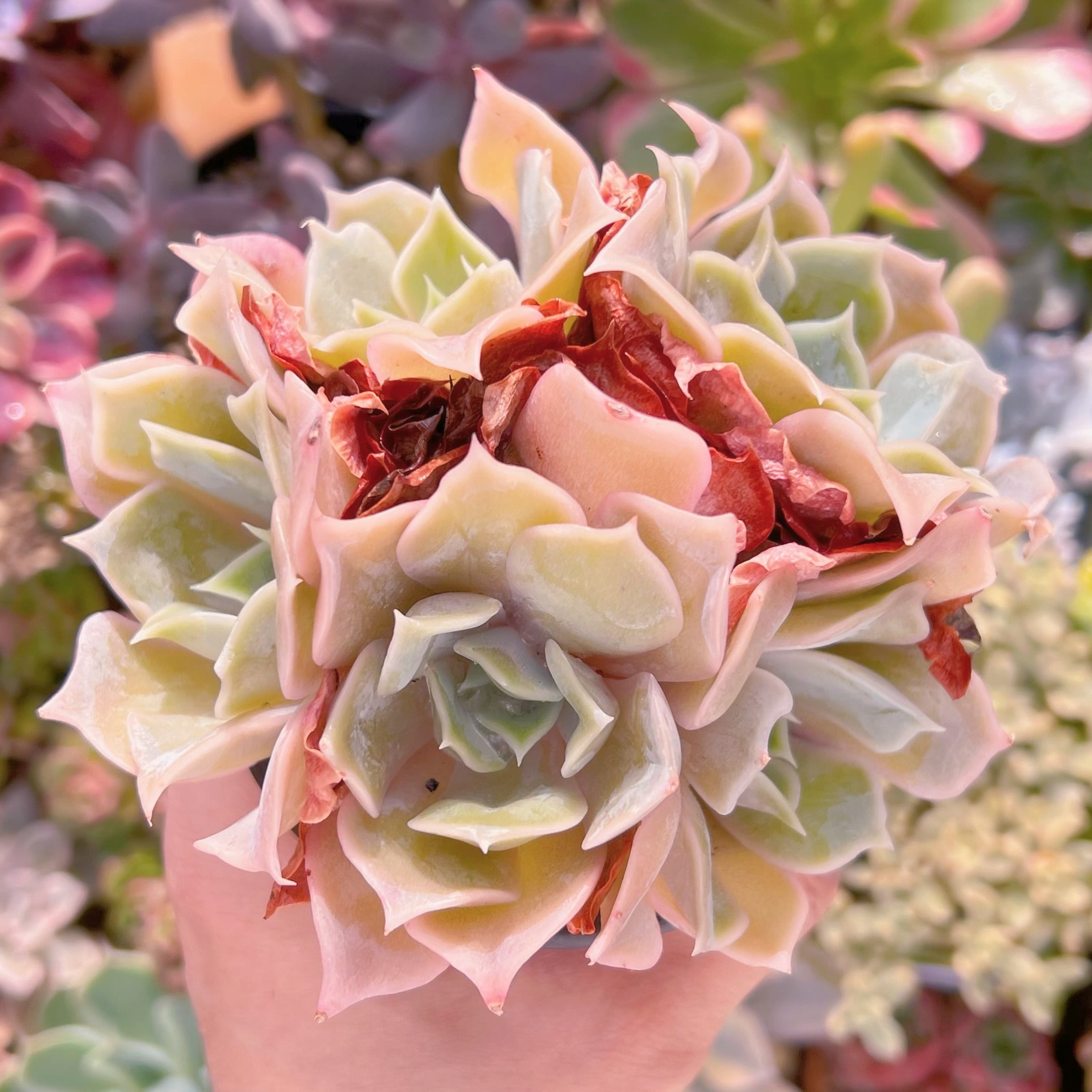 現品　クジラ#560    群生　るる農園