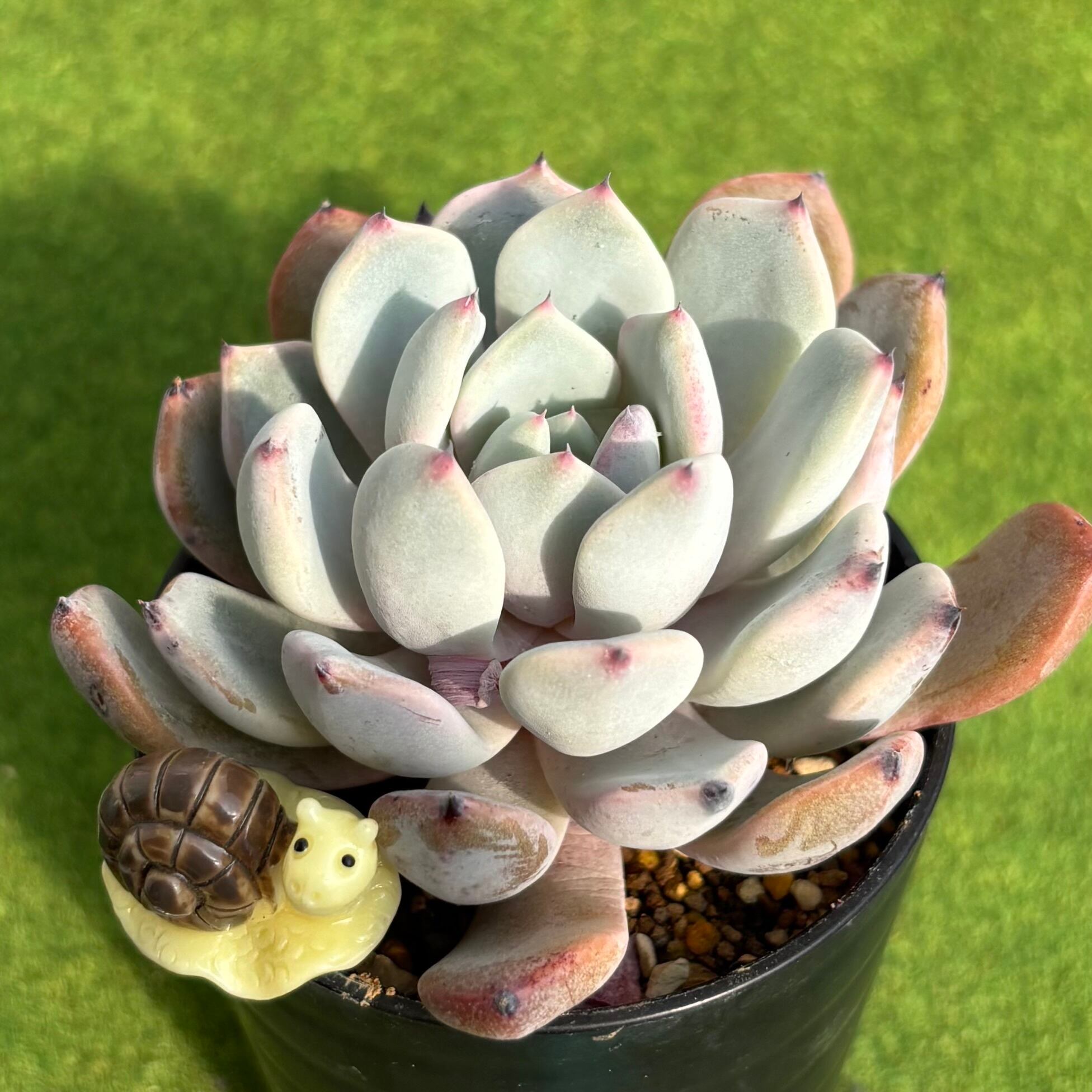 909現物 多肉植物 ロココ 古株 特大 抜き苗 | PAY ID
