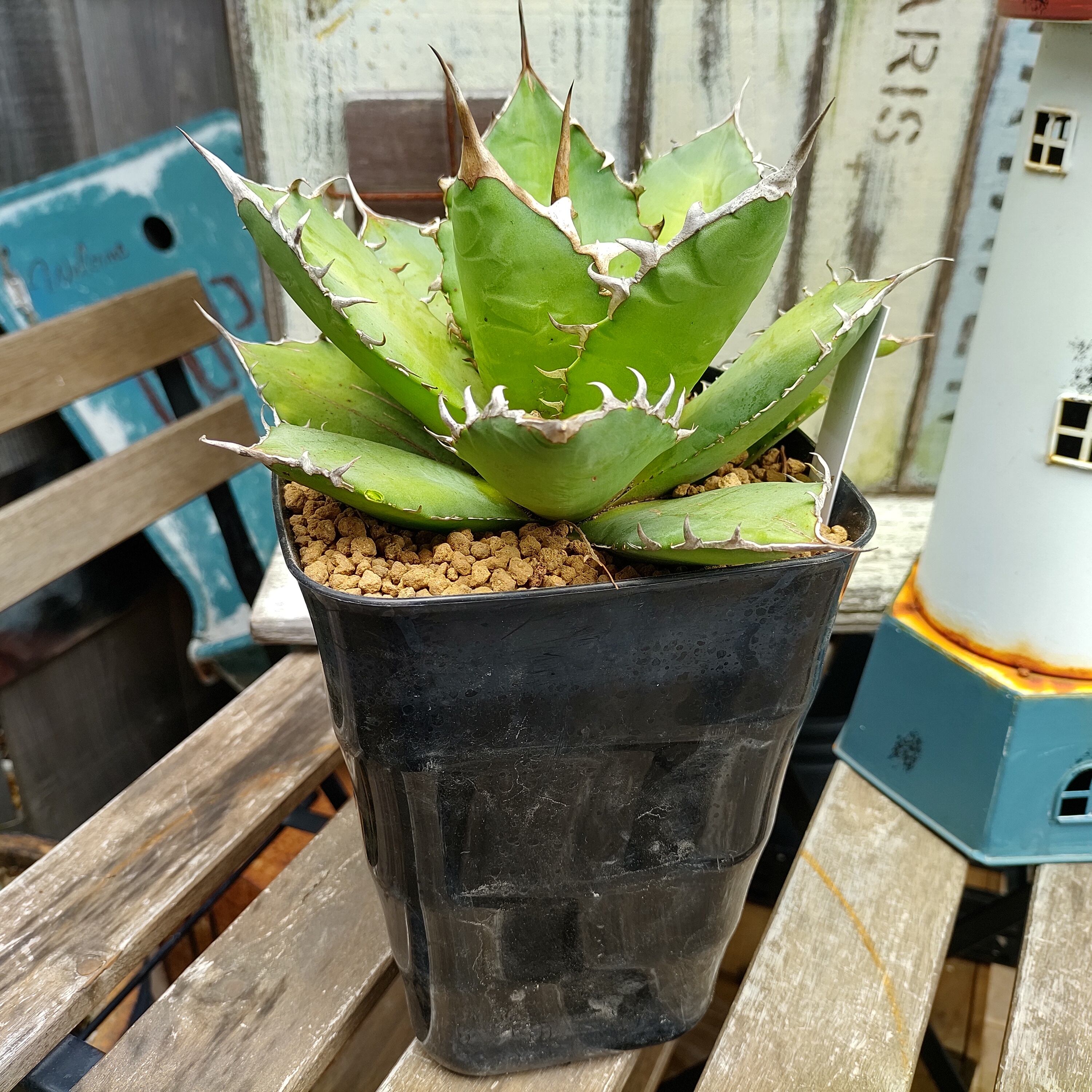 Tチタノタ農大 | RuPo 多肉植物専門店
