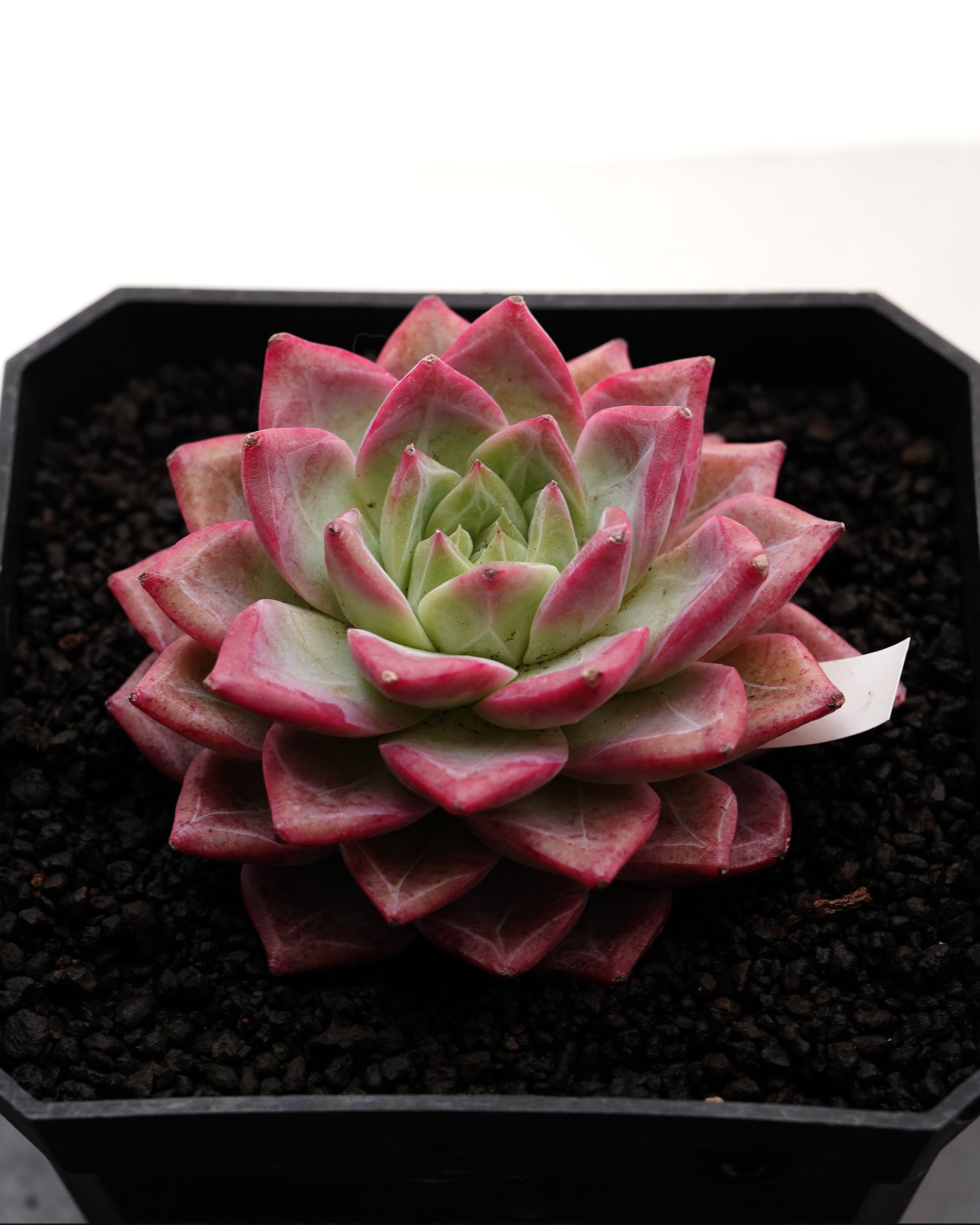 日本初？うちにしかない？！ | PUKUBOOK SUCCULENTS
