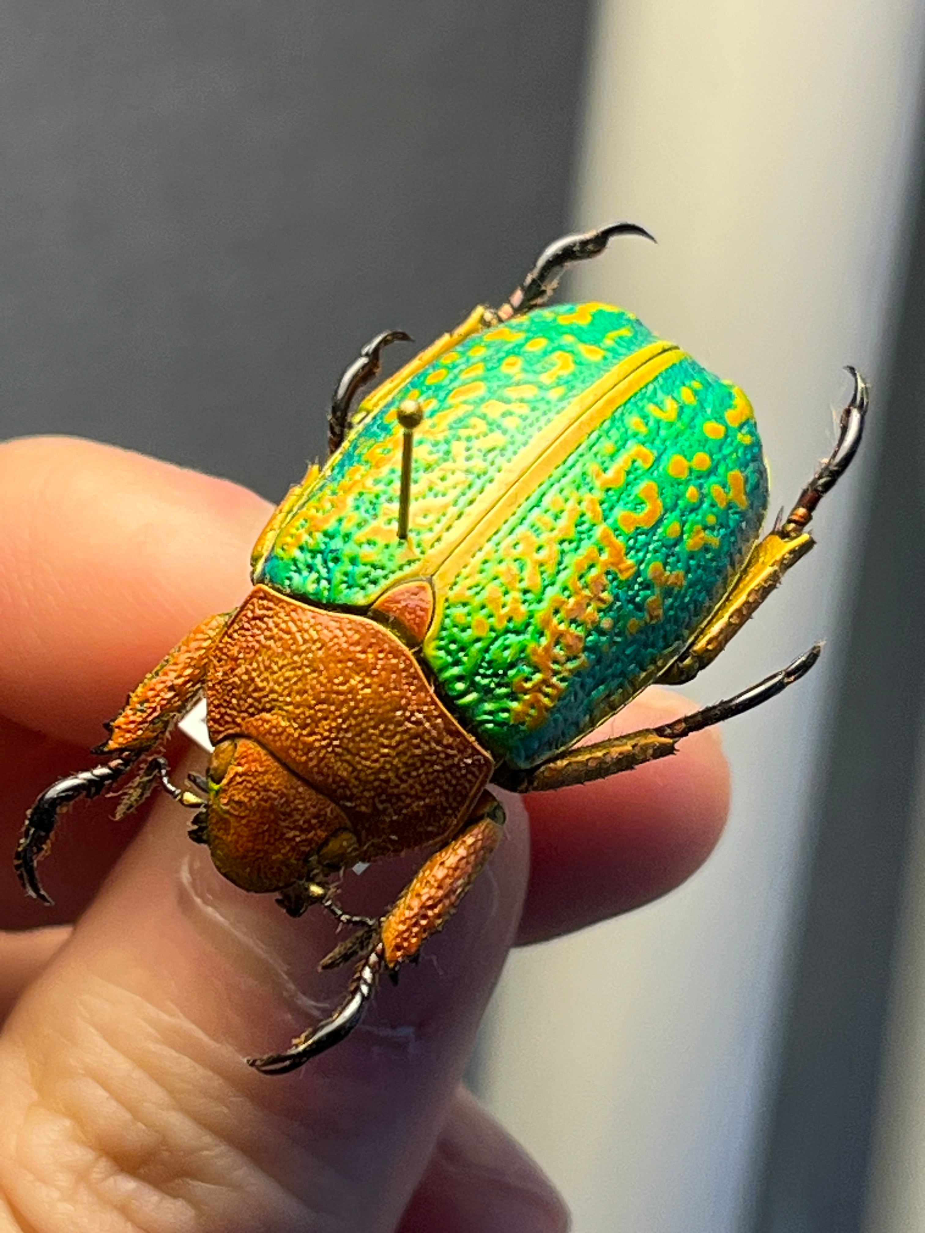 31mm】ヴィクトリナウグイスコガネ プラチナコガネ 標本 カナブン