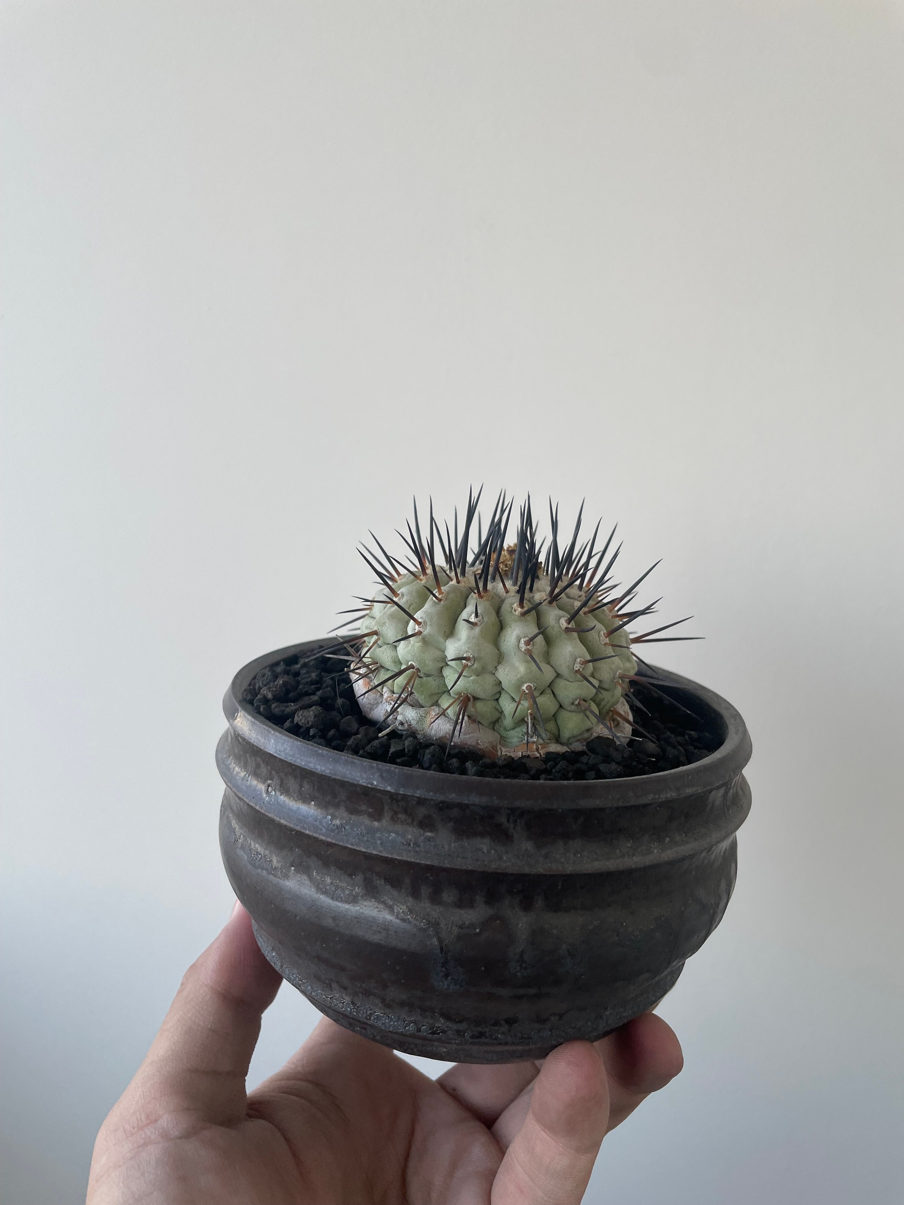 Copiapoa cinerea 古株 × deracine factory 【国内作り込み黒王丸