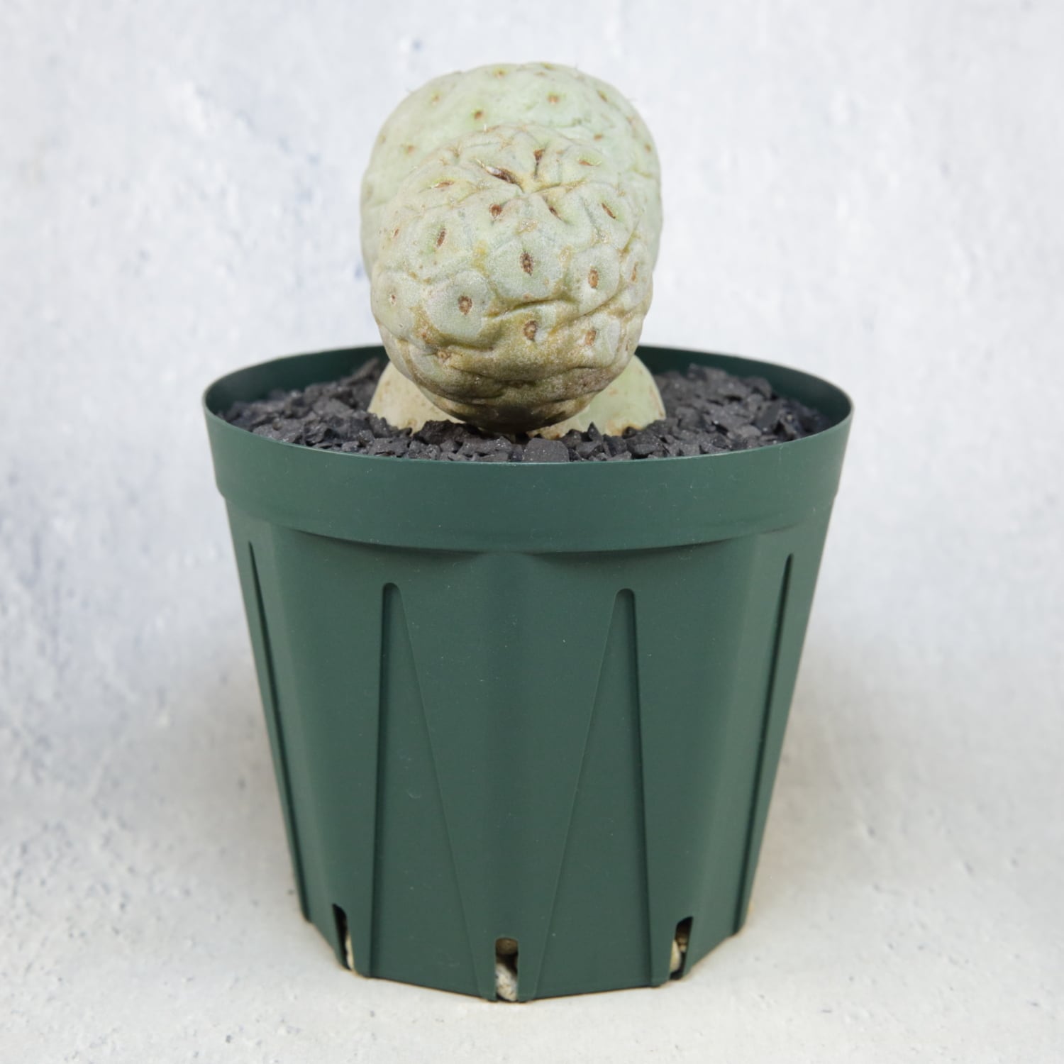 大球 3球 棘無し テフロカクタス ゲオメトリクス | LIGHTHOUSE.PLANTS