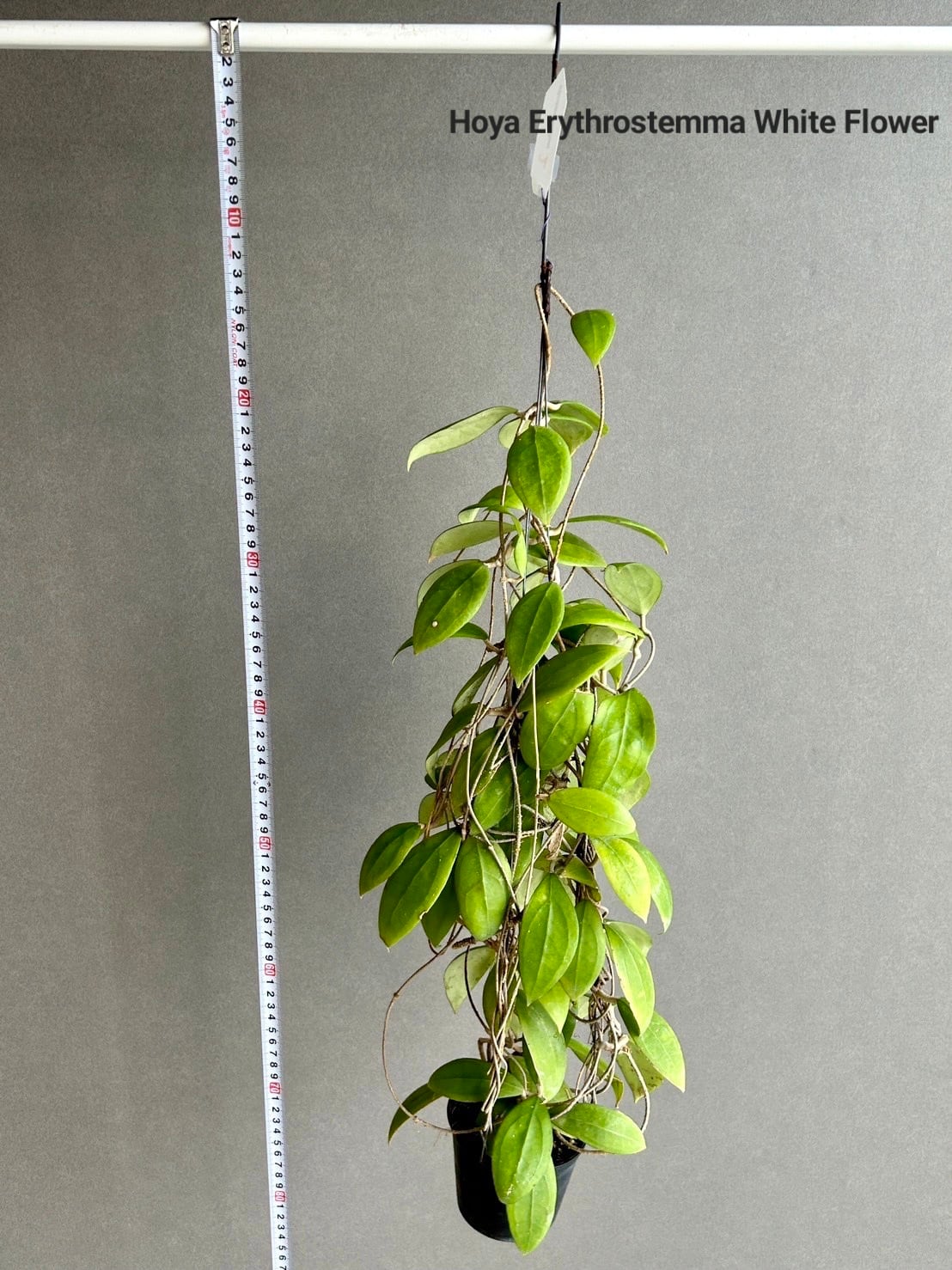 Hoya Erythrostemma White Flower 【artPLANTs】Hoya/ホヤ | artPLANTs