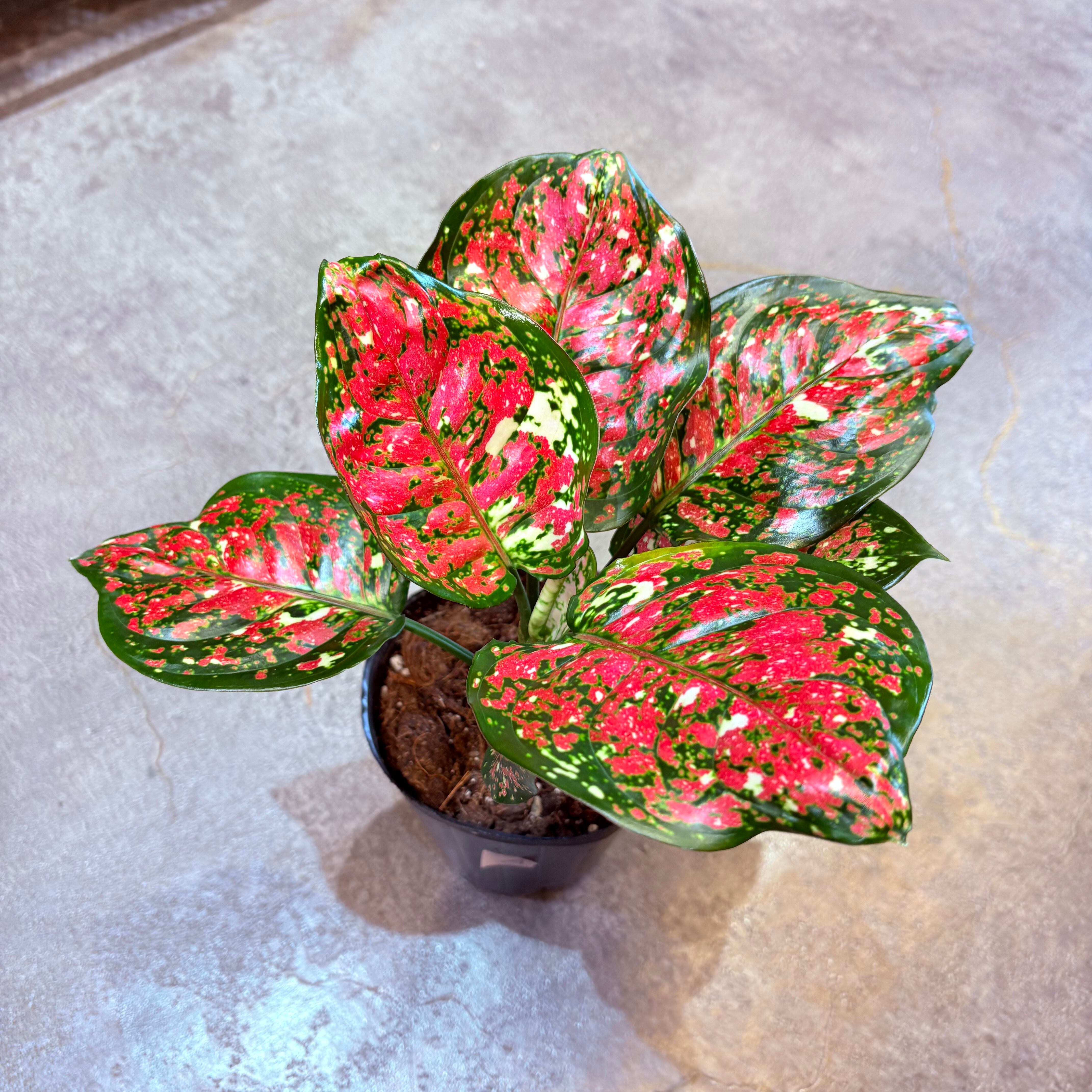 アグラオネマ アンヤマニートリカラー 3.5号 A | Green Vibes 宇都宮市