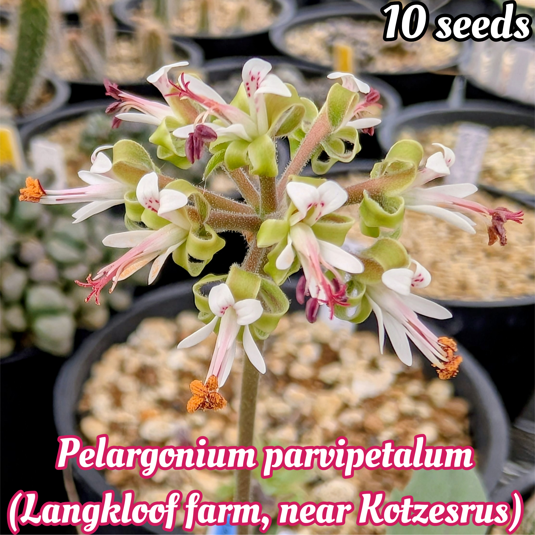 種子/10粒】Pelargonium parvipetalum (Langkloof farm, near