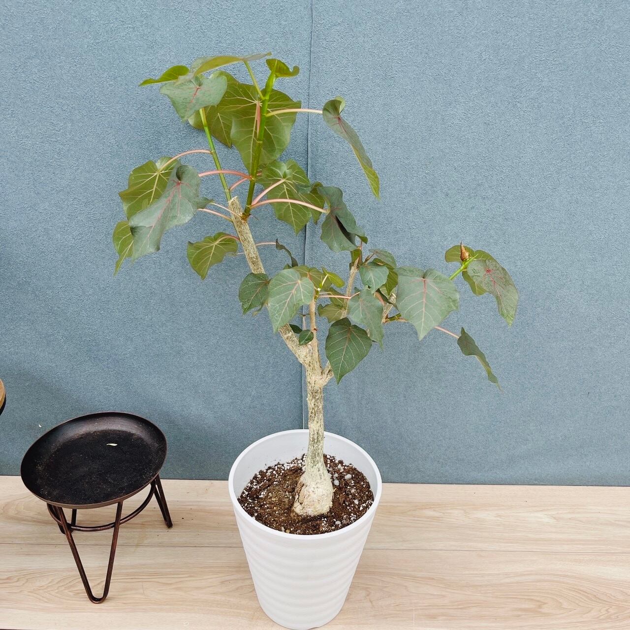 現品］20番 フィカス ペティオラリス 7号 観葉植物 室内 ゴムの木