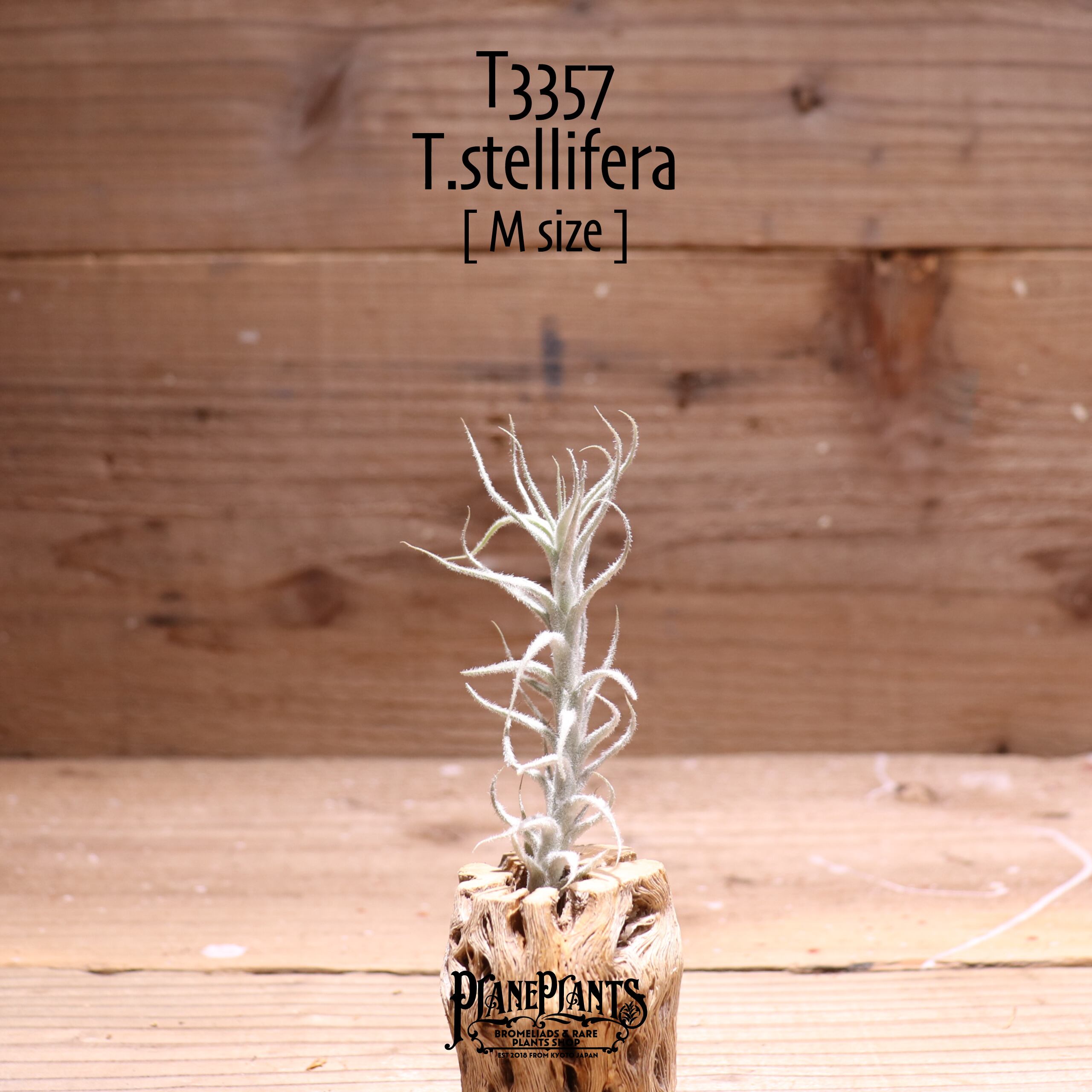 【送料無料】ステリフェラ〔エアプランツ〕現品発送T3357