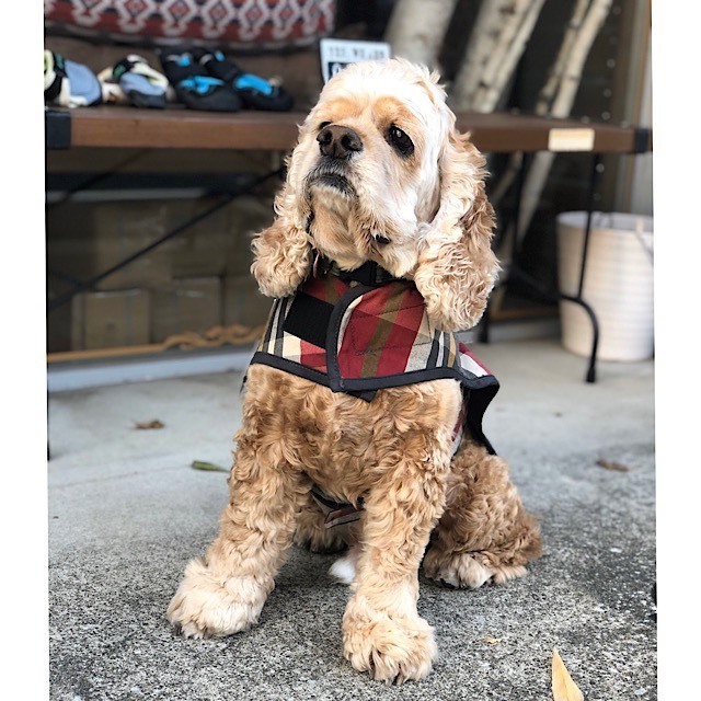 Xsサイズ 寒い日のお散歩におしゃれな犬用コート Pendleton ペンドルトン コート Xsサイズ 小型犬用 Outtail Dog Outdoor Gear Xsサイズ 寒い日のお散歩におしゃれな犬用コート Pendleton ペンドルトン コート Xsサイズ 小型犬用 Outtail Dog Outdoor Gear