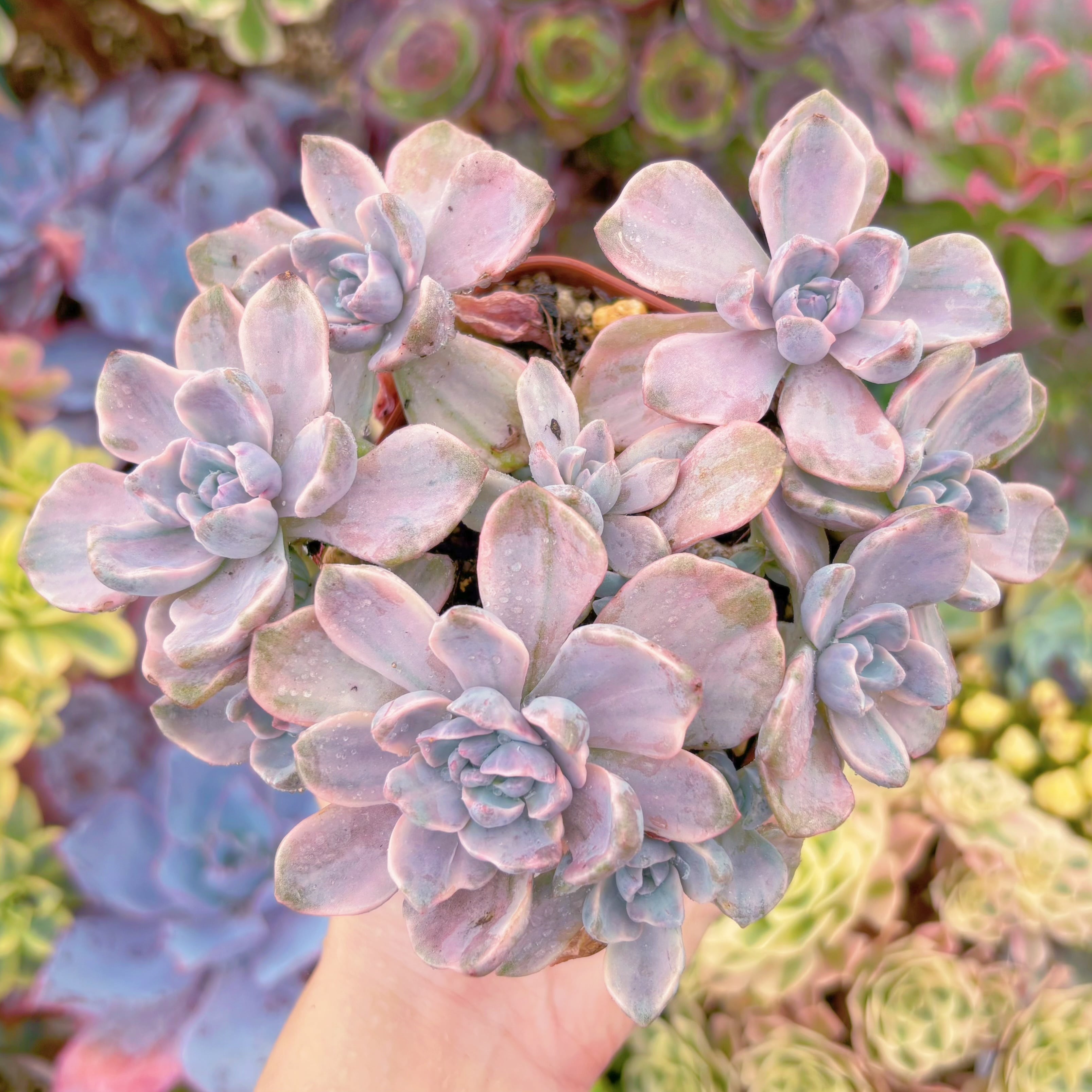 現品　リチャード錦#F041　群生　るる農園