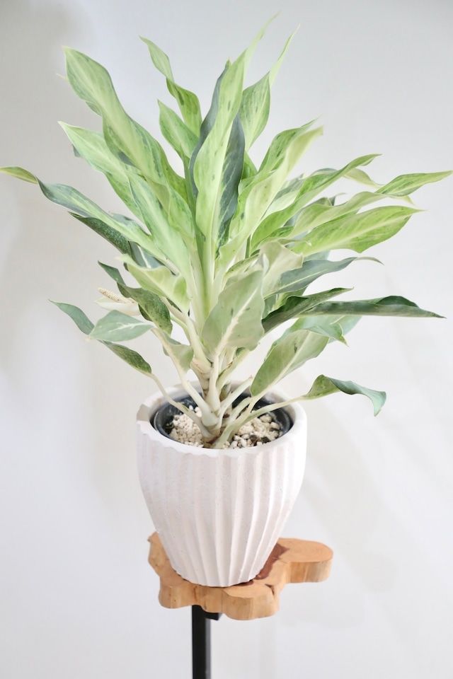 【M】アグラオネマ ゴーストツー/Aglaonema ※陶器鉢付き