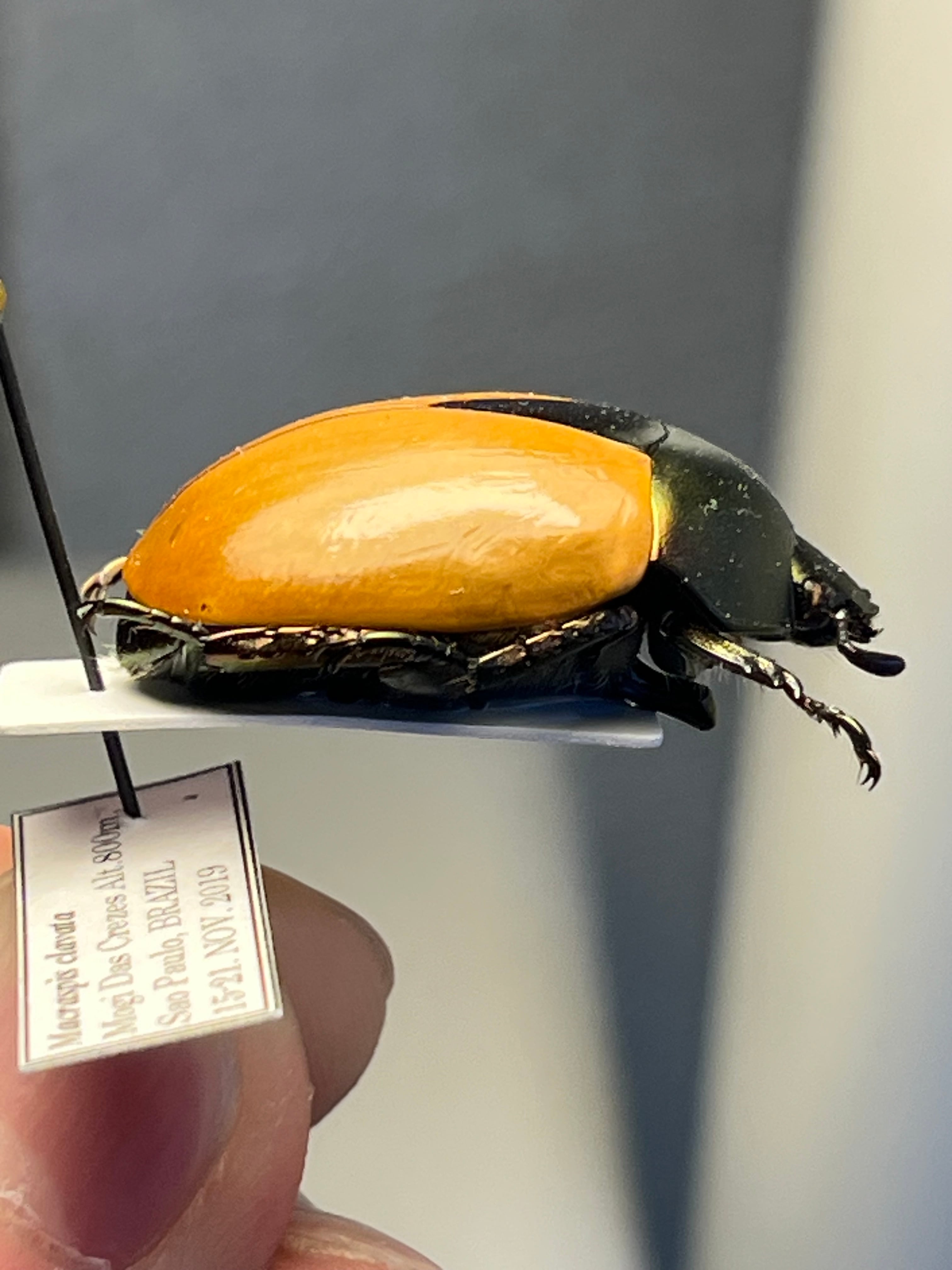 28mm】クラバータカメノコブイブイ プラチナコガネ 昆虫標本