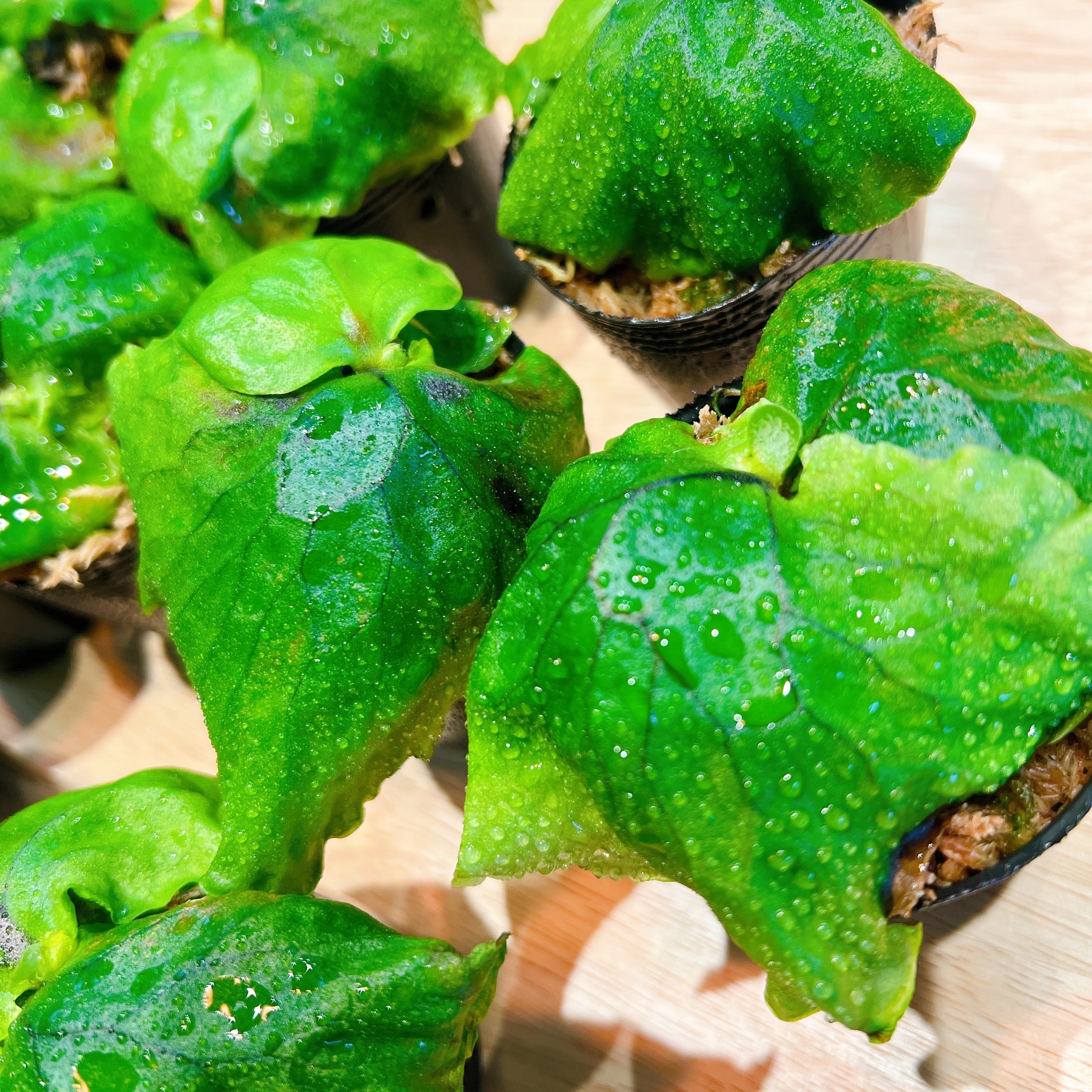 ビカクシダ 4種類 【公式通販】