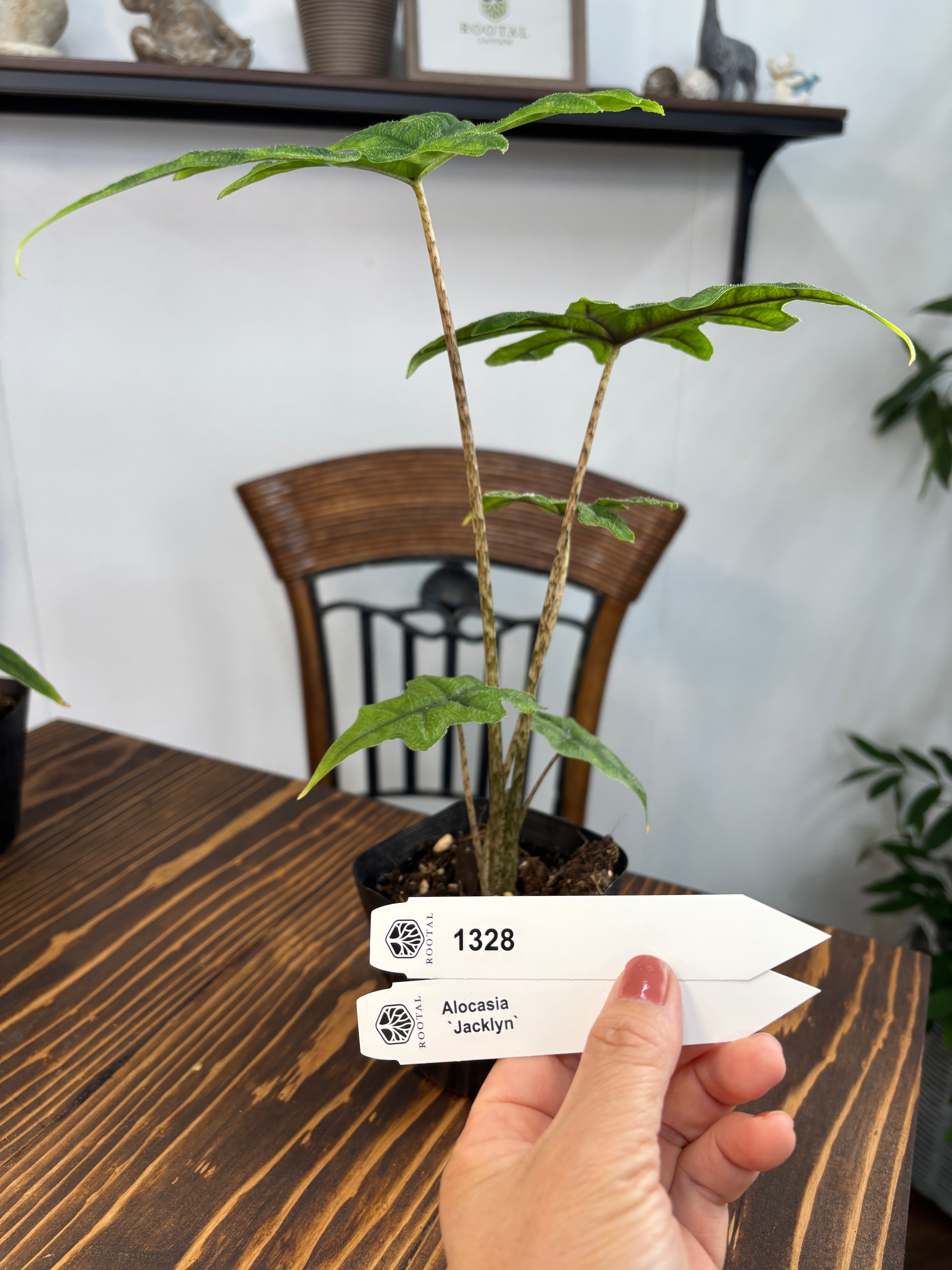 ★1328 アロカシア ジャックリン(3.5号ポット)※根廻り浅目株