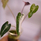 アロカシア バンビーノ ピンク│Alocasia bambino Pink⑮│観葉植物