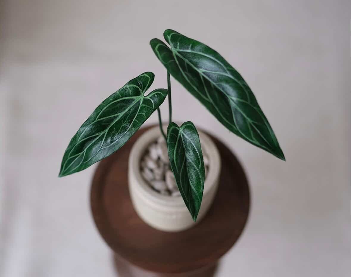 F*P様 アンスリウム Anthurium グロワーズセレクト個体　タグ付き 予約販売> Anthurium warocqueanum｜Leather Botanical Collection