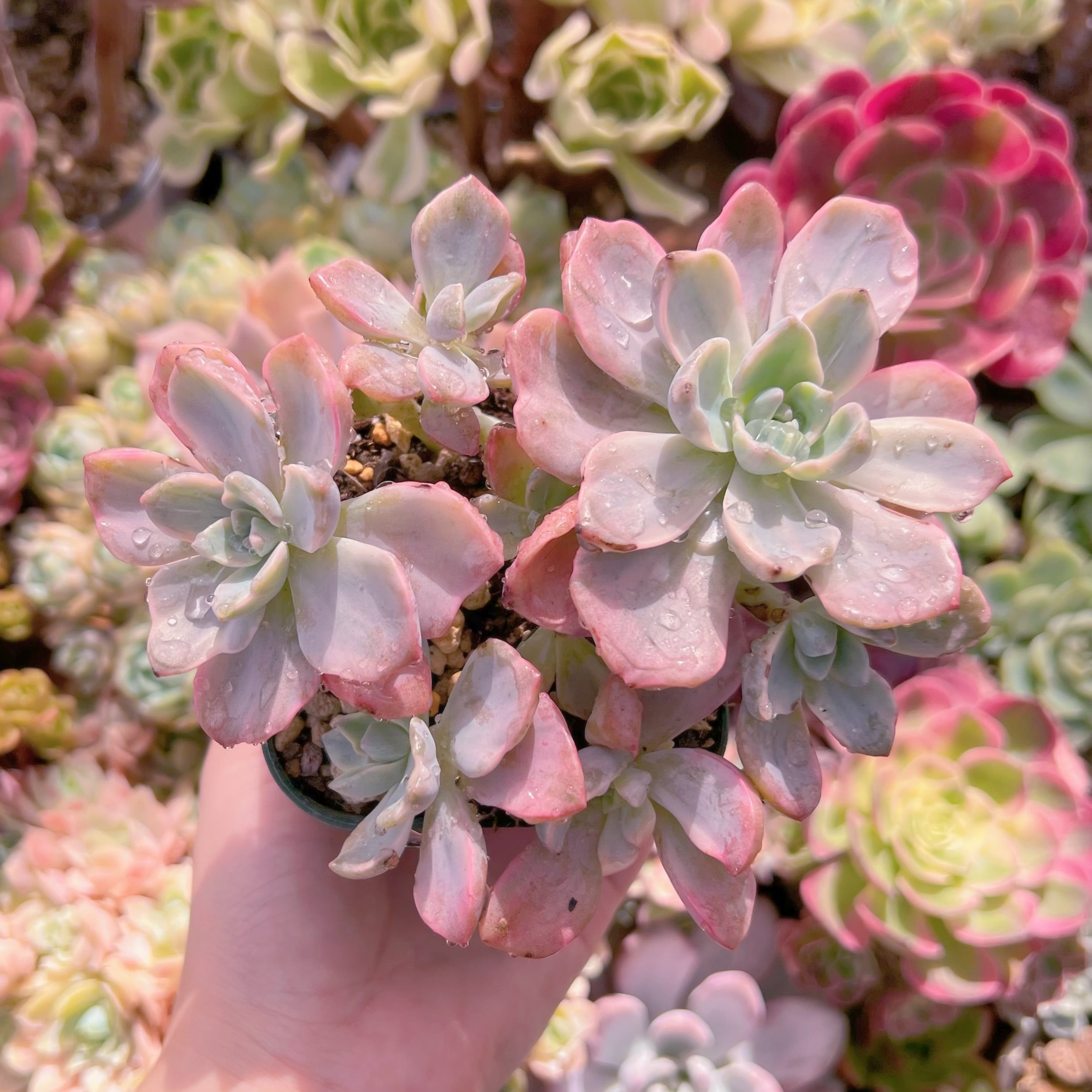 現品　リチャード錦#758　群生　るる農園