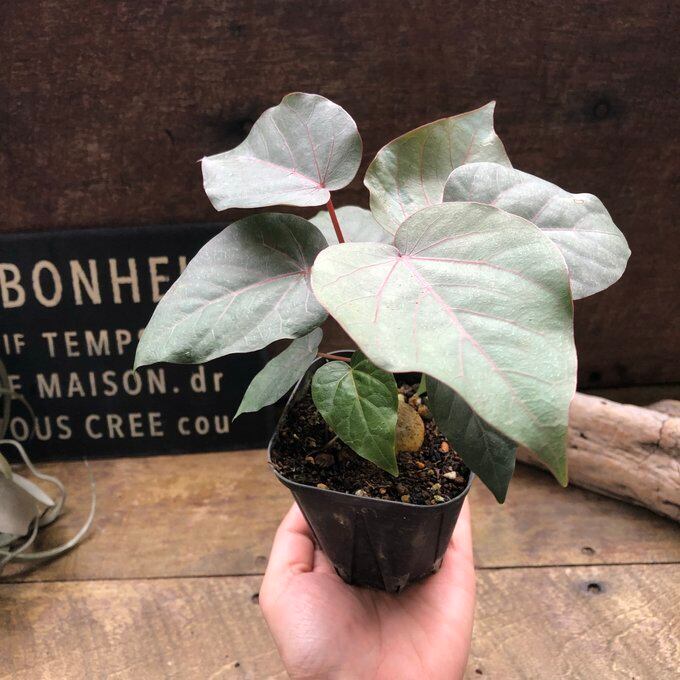 ペティオラリス】☆ 希少品種 赤い葉脈 塊根植物 | 植物の店ベリー