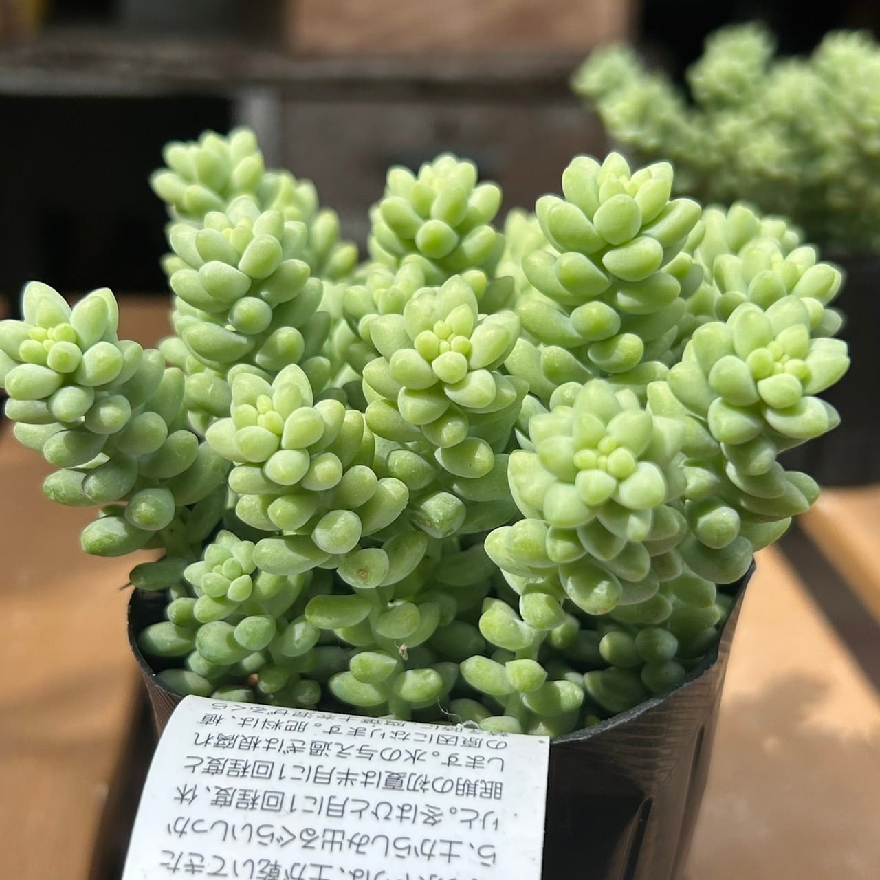 新玉つづり | RuPo 多肉植物専門店