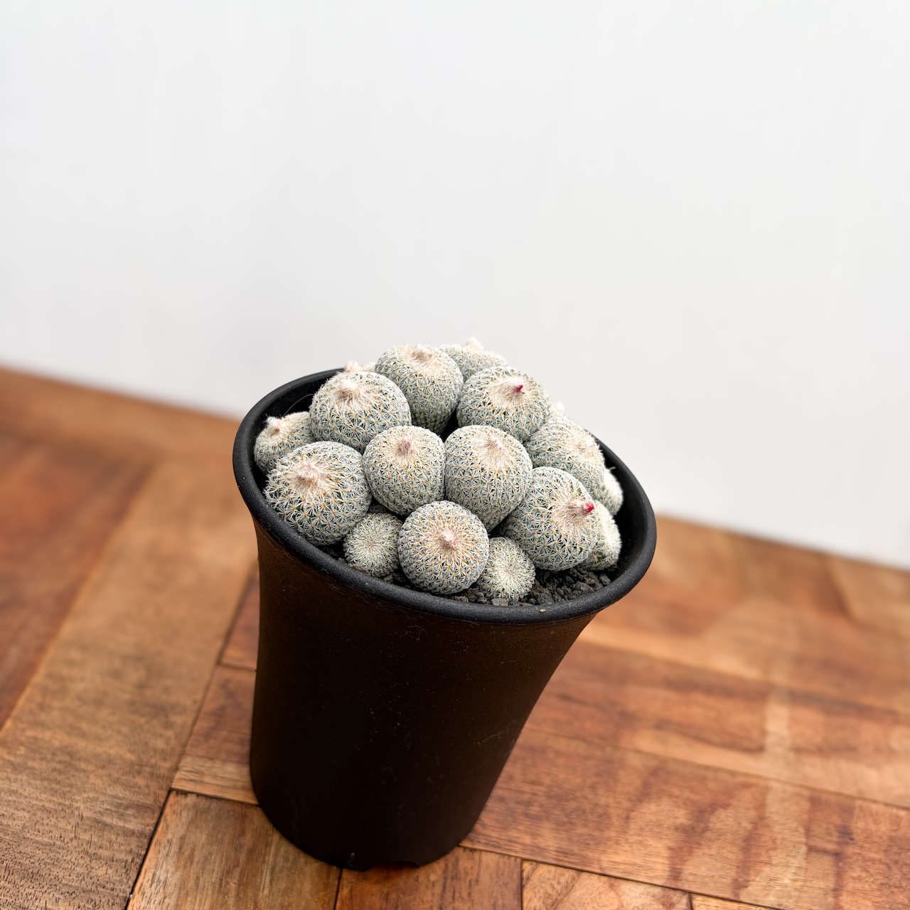 Epithelantha micromeris【エピテランサ・月世界】