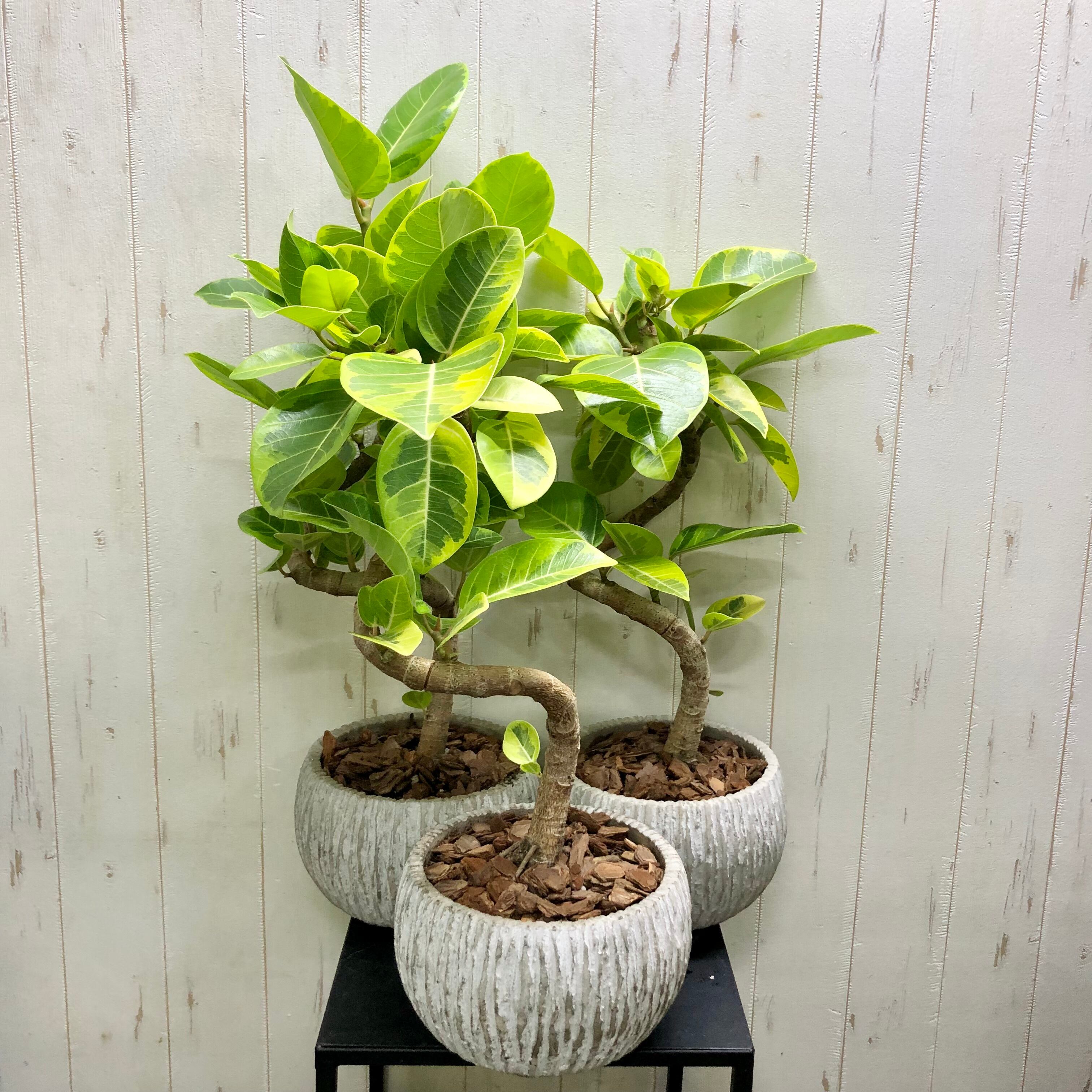 ラセン仕立て 曲がり フィカス アルテシマ セメント鉢 | PLANTS ラセン仕立て 曲がり フィカス アルテシマ セメント鉢 | PLANTS