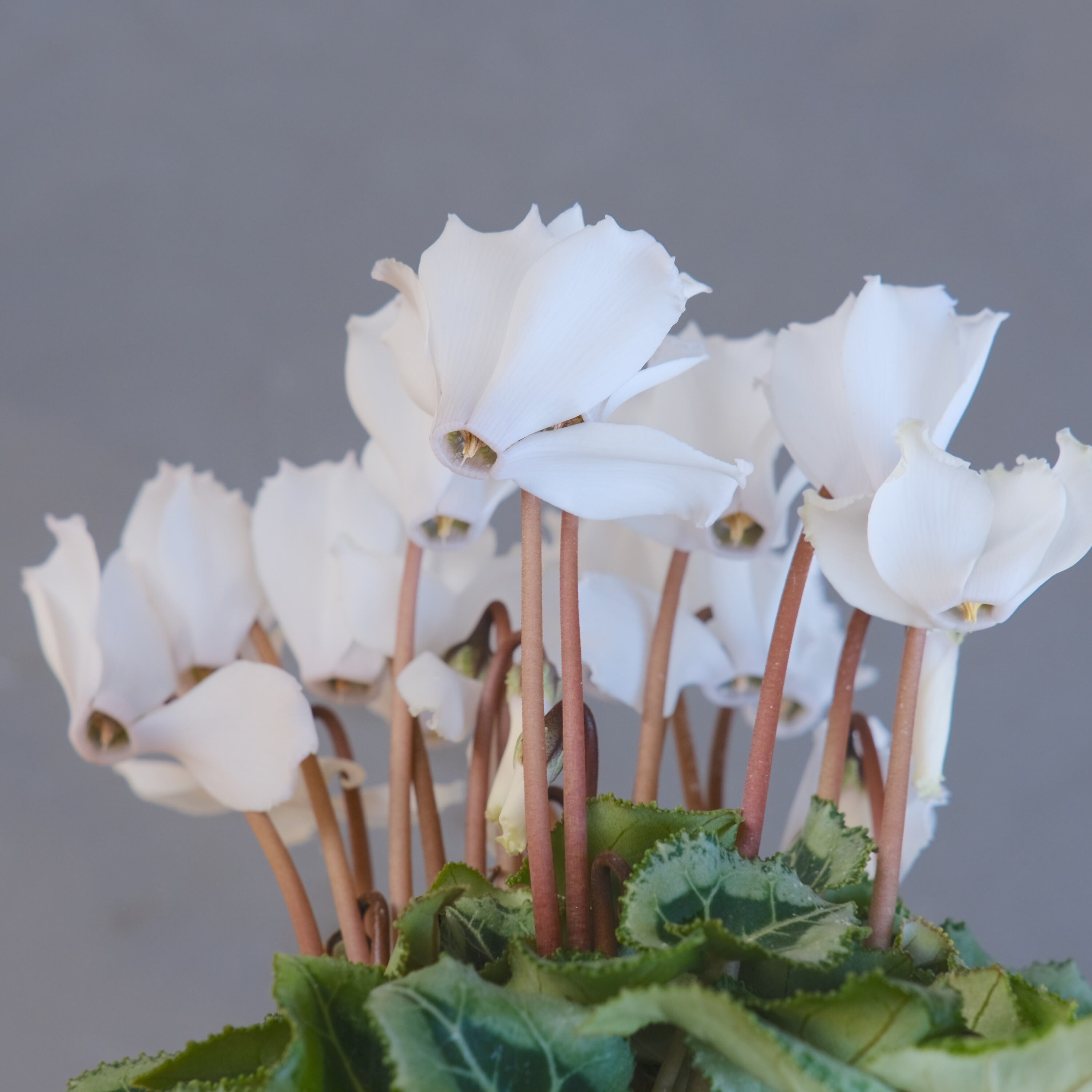 ガーデンシクラメン《 ブランシュネージュ 》軽井沢育ち 3号鉢