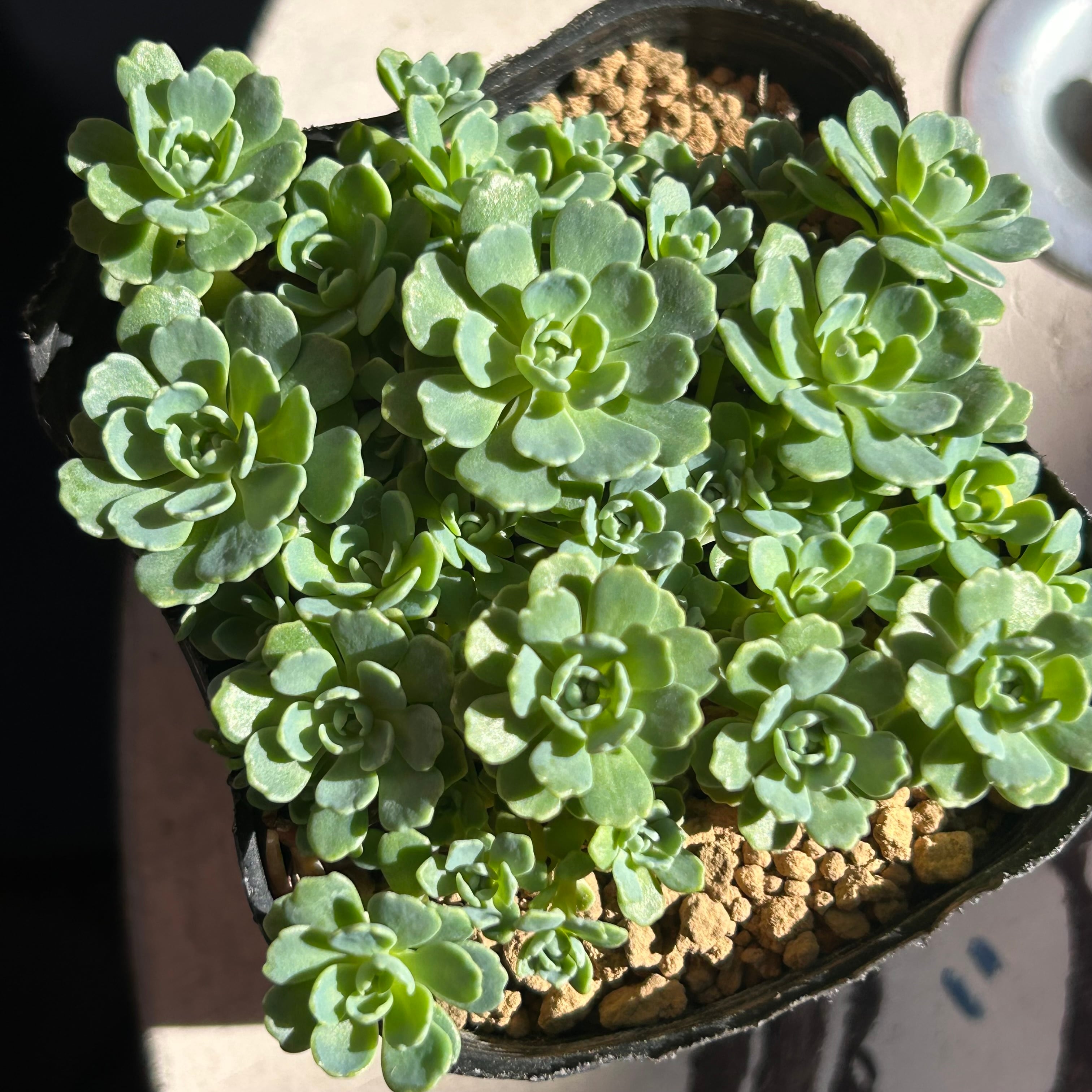 RuPo 多肉植物専門店 RuPo 多肉植物専門店