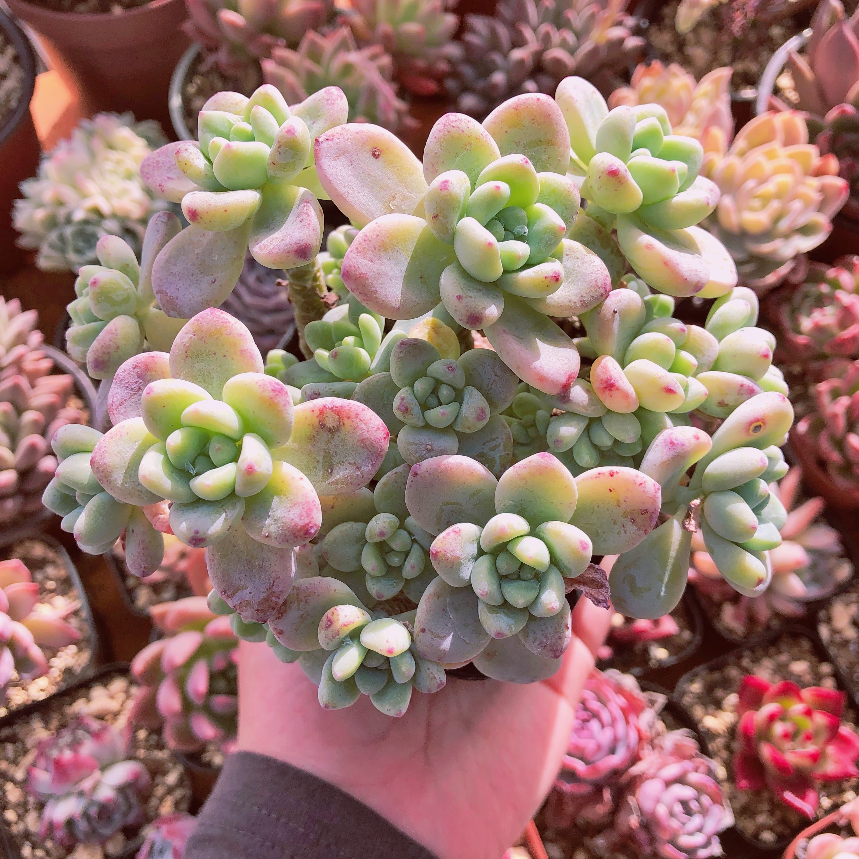 多肉植物　ラウル　特大群生　抜き苗