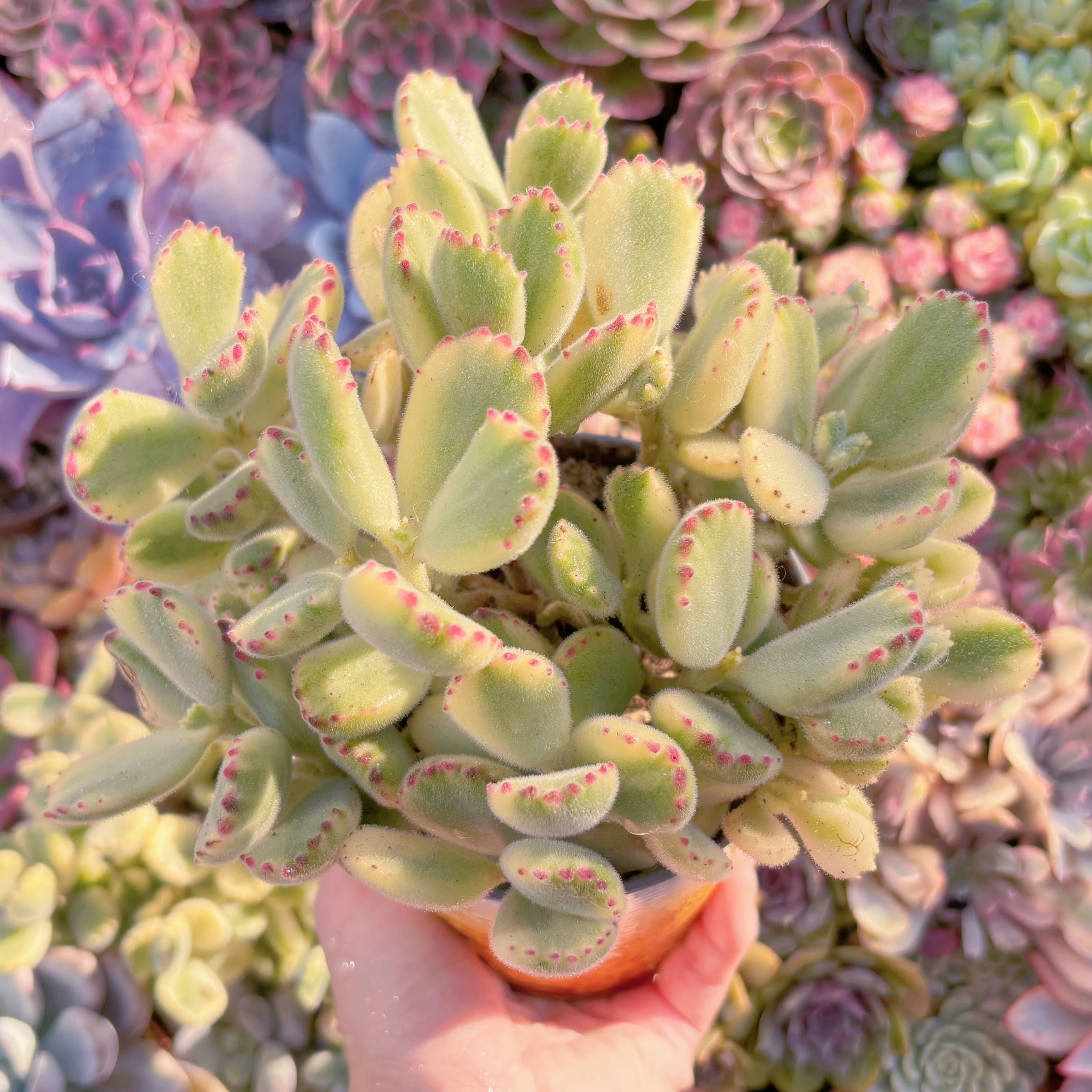 現品　白熊#A063　大群生　るる農園