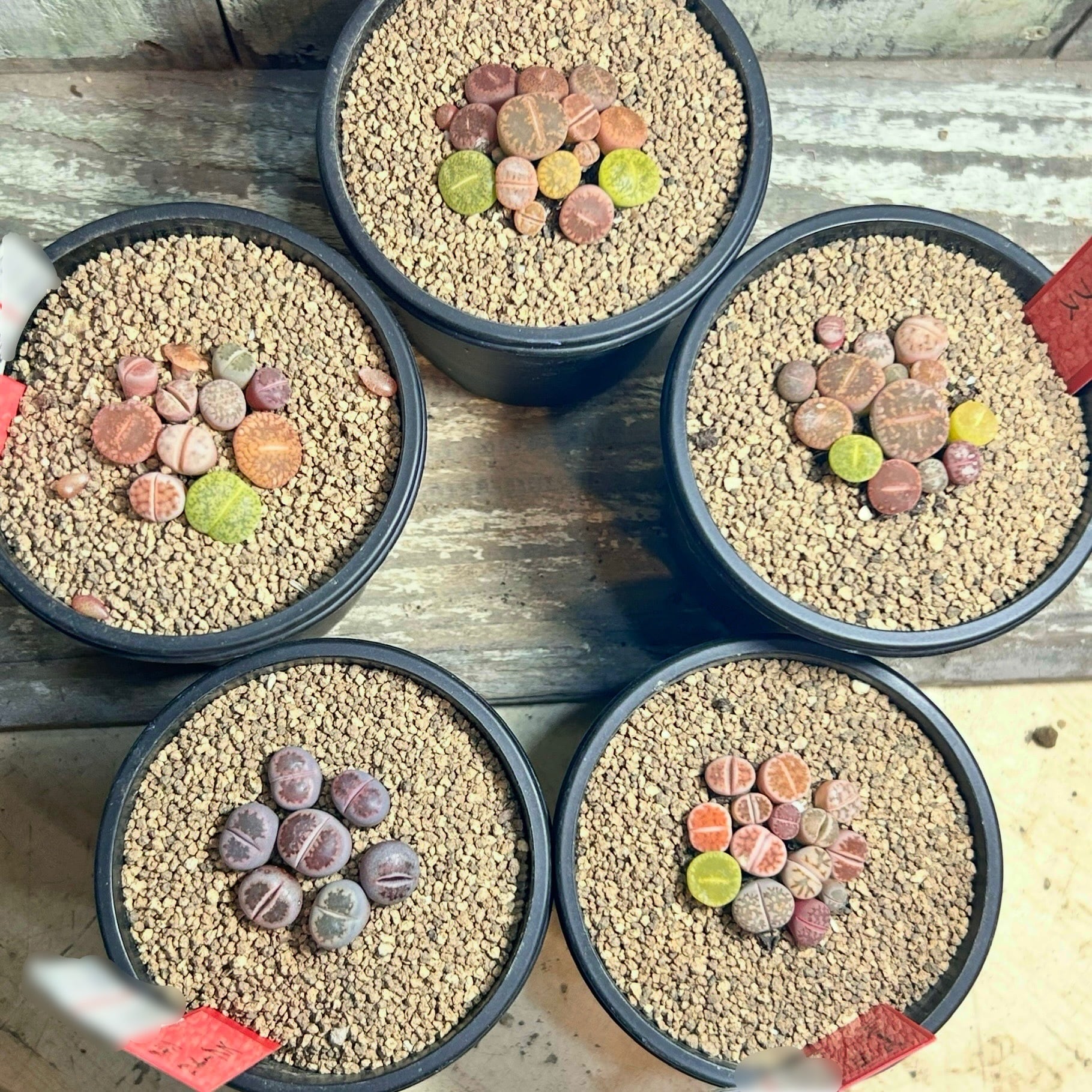 リトープス | RuPo 多肉植物専門店