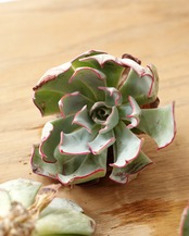 発根済カット苗 ストリクチフローラ M Echeveria strictiflora