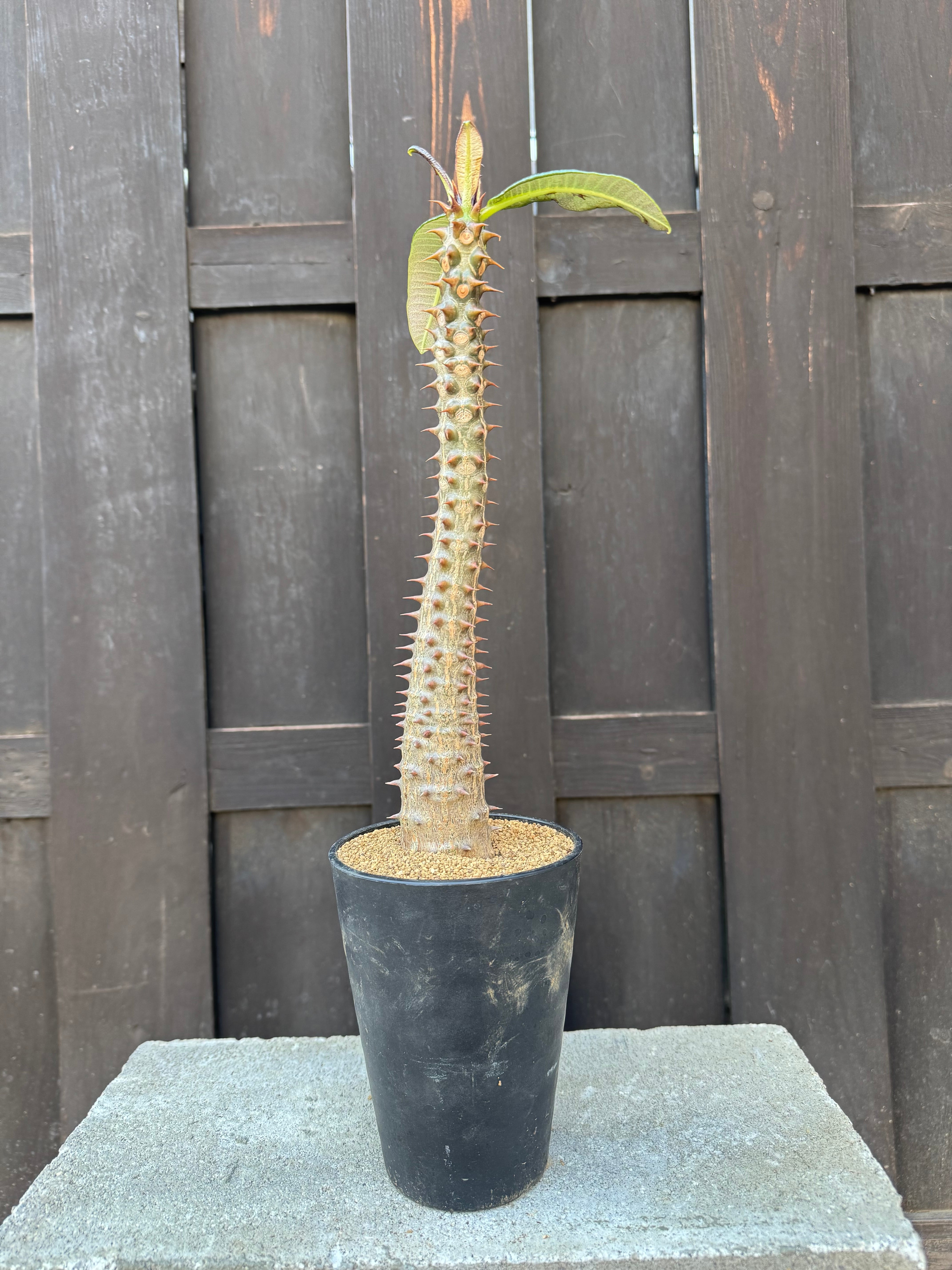 超極太　パキポディウム　バロニー 新着・極上逸品】Pachypodium baronii【国内実生】パキポディウム