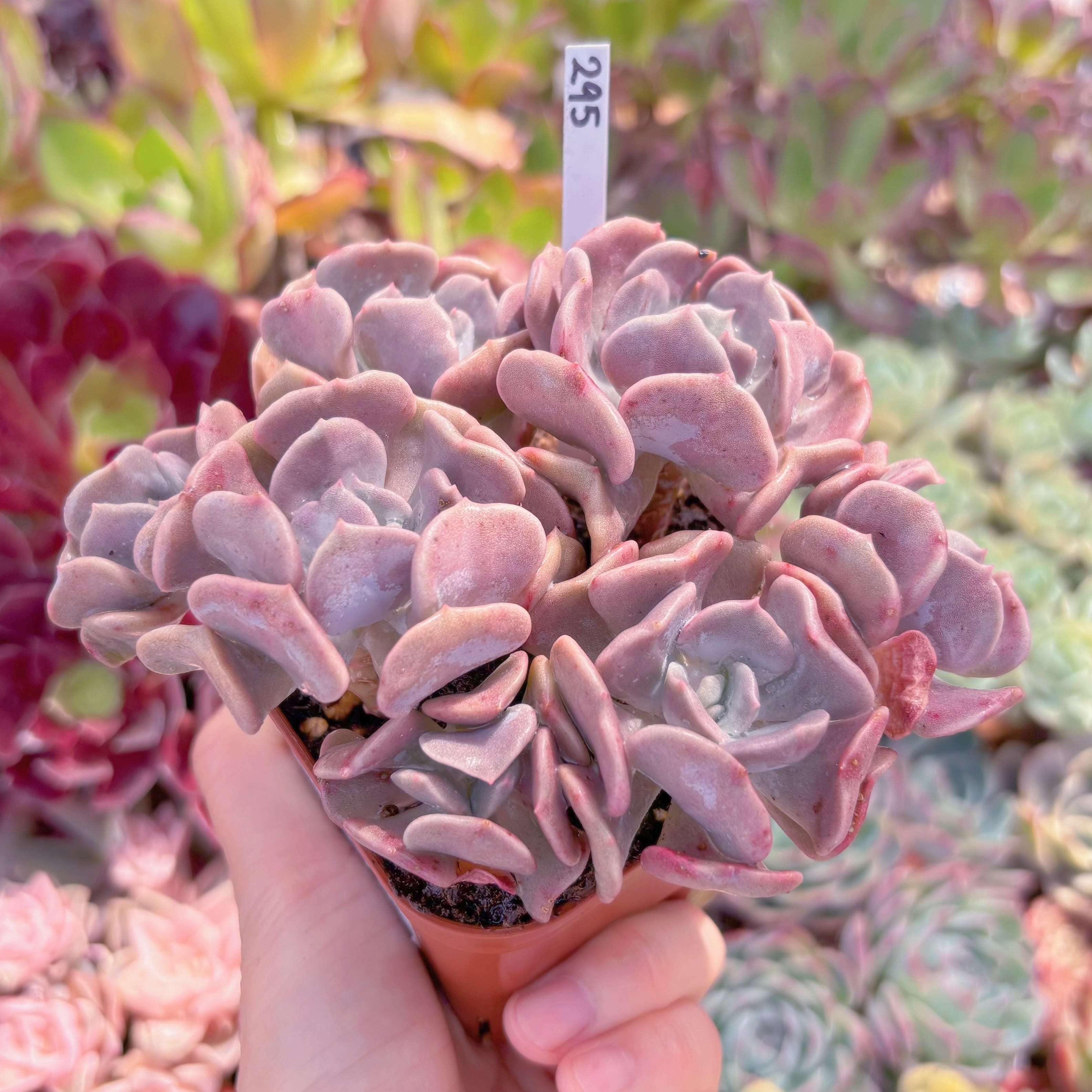 現品 キュービックフロスト#295 群生 るる農園 | るる農園~多肉植物専門