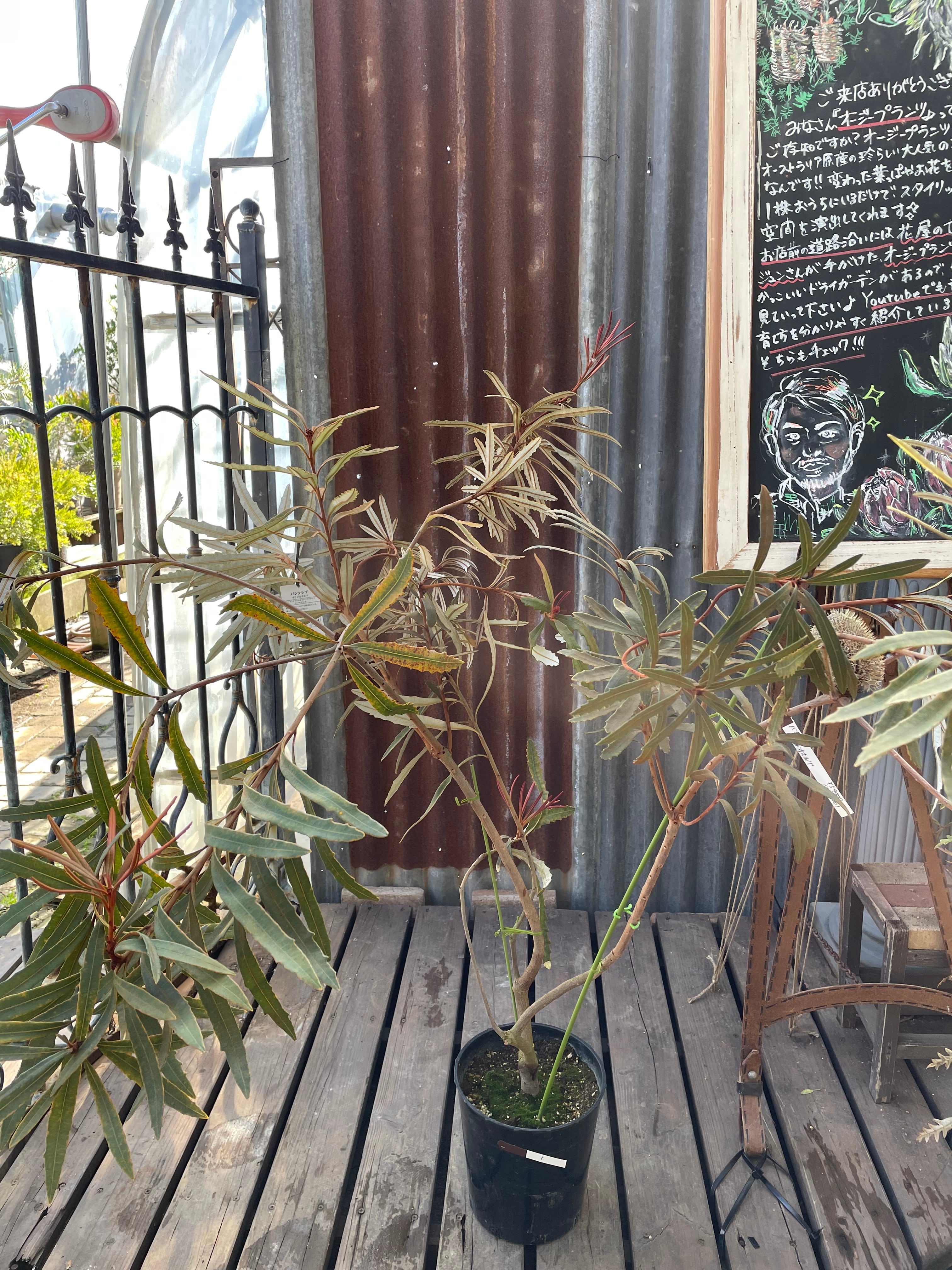 希少❗️ ブルー バンクシア プラジオカルパ 苗 オージープランツ