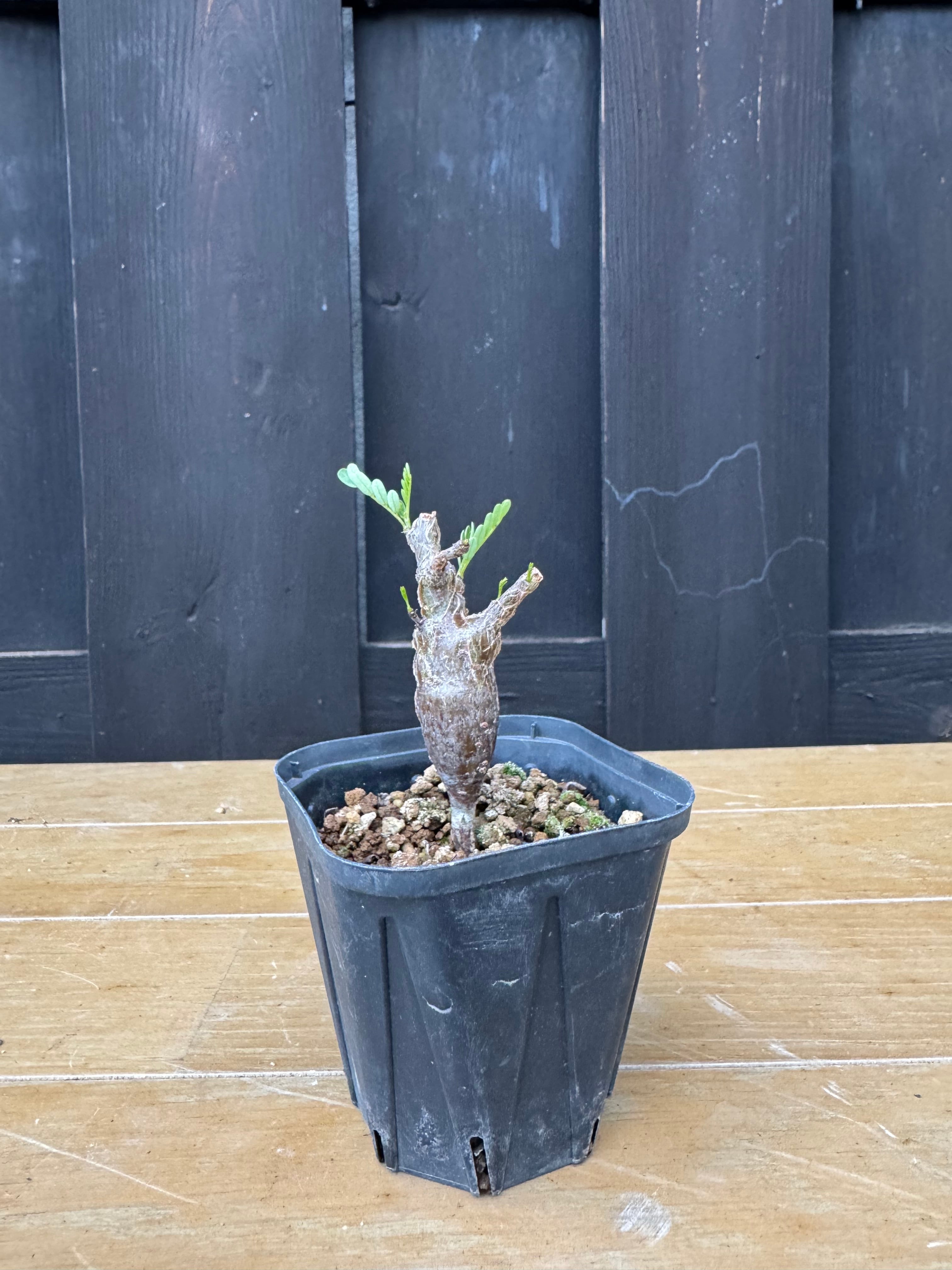 塊根植物 -caudex- | 青坊主-aobouzu-