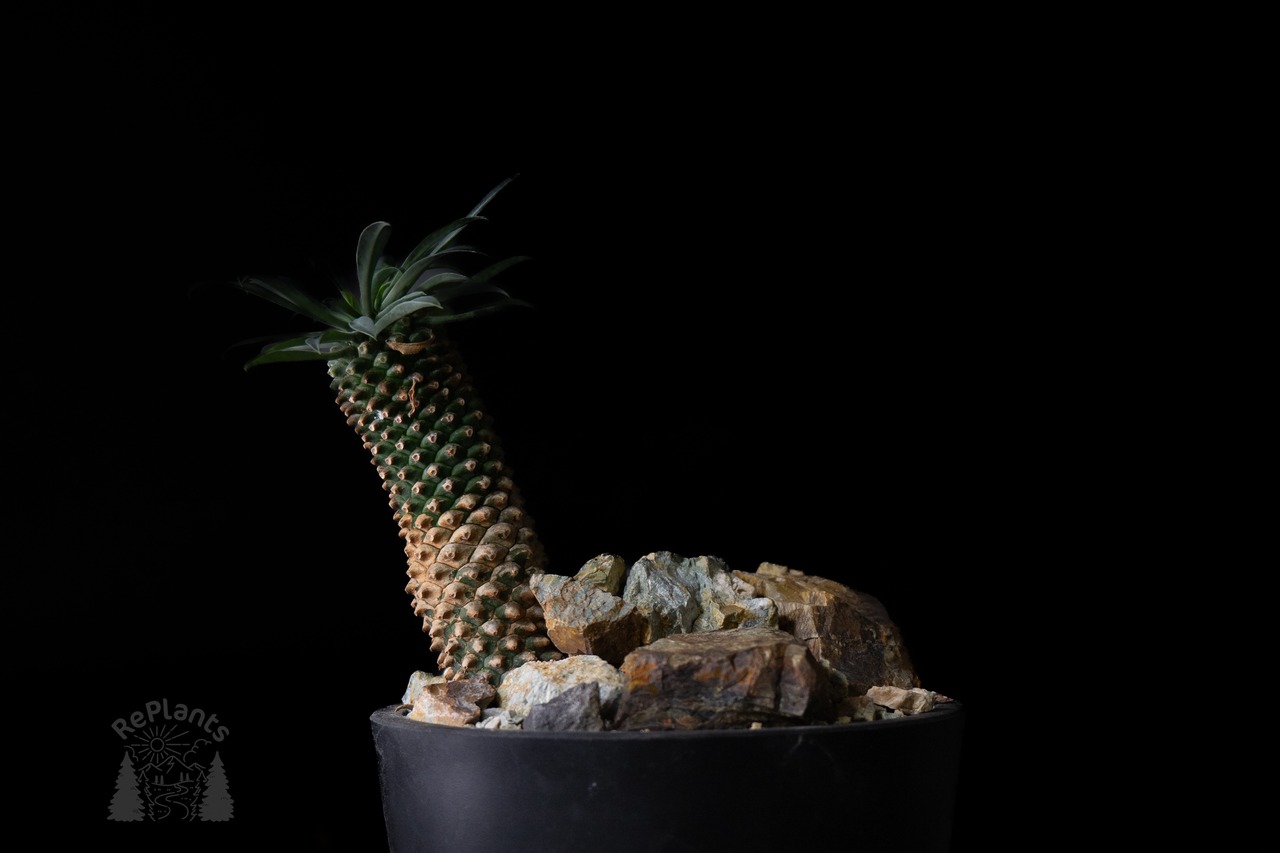 Habitat Style Euphorbia 'Sotetsukirin'#2