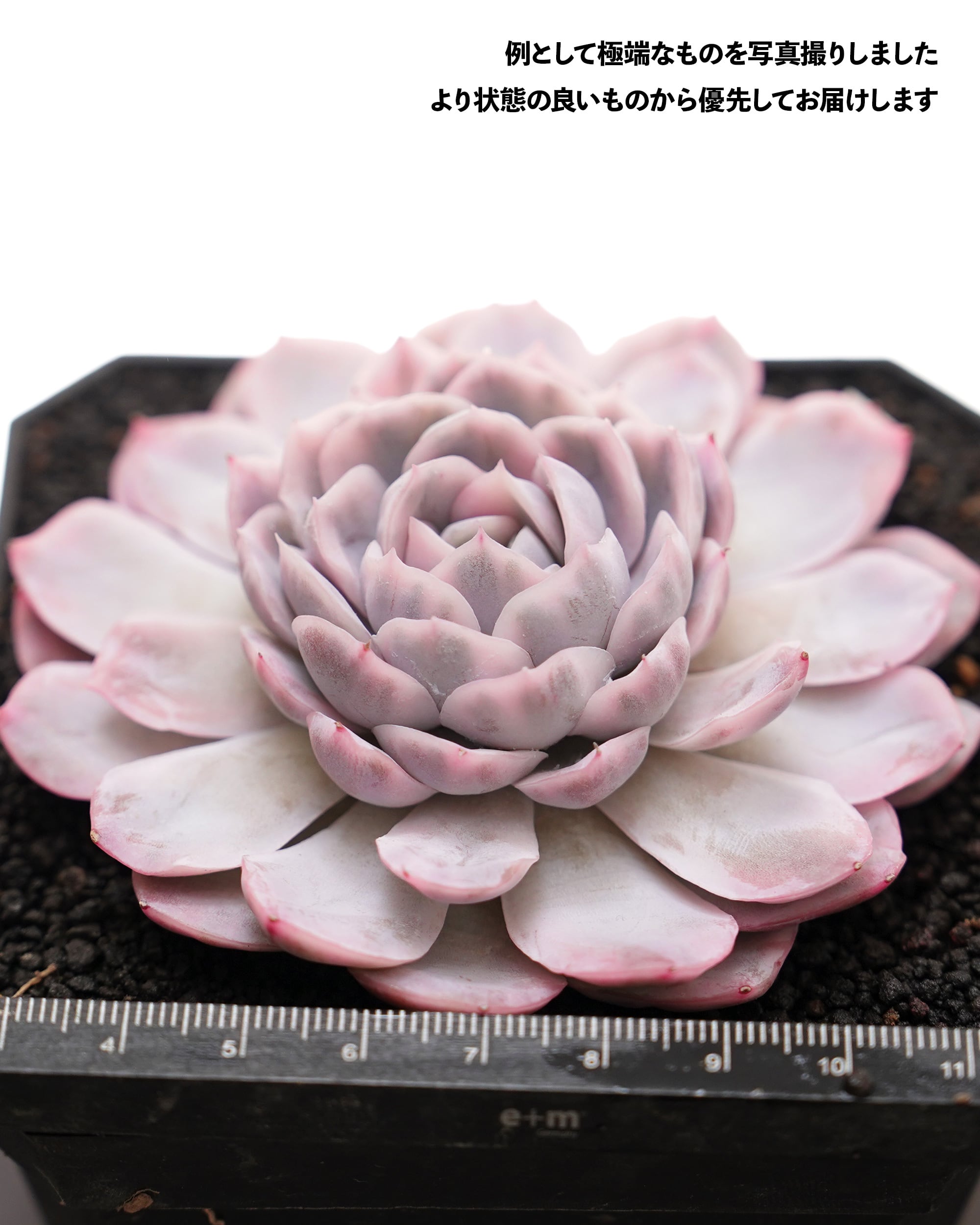 抜き苗 スノーボール錦 Echeveria 'Snowball Variegated' | PUKUBOOK
