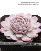 抜き苗 スノーボール錦 Echeveria 'Snowball Variegated'