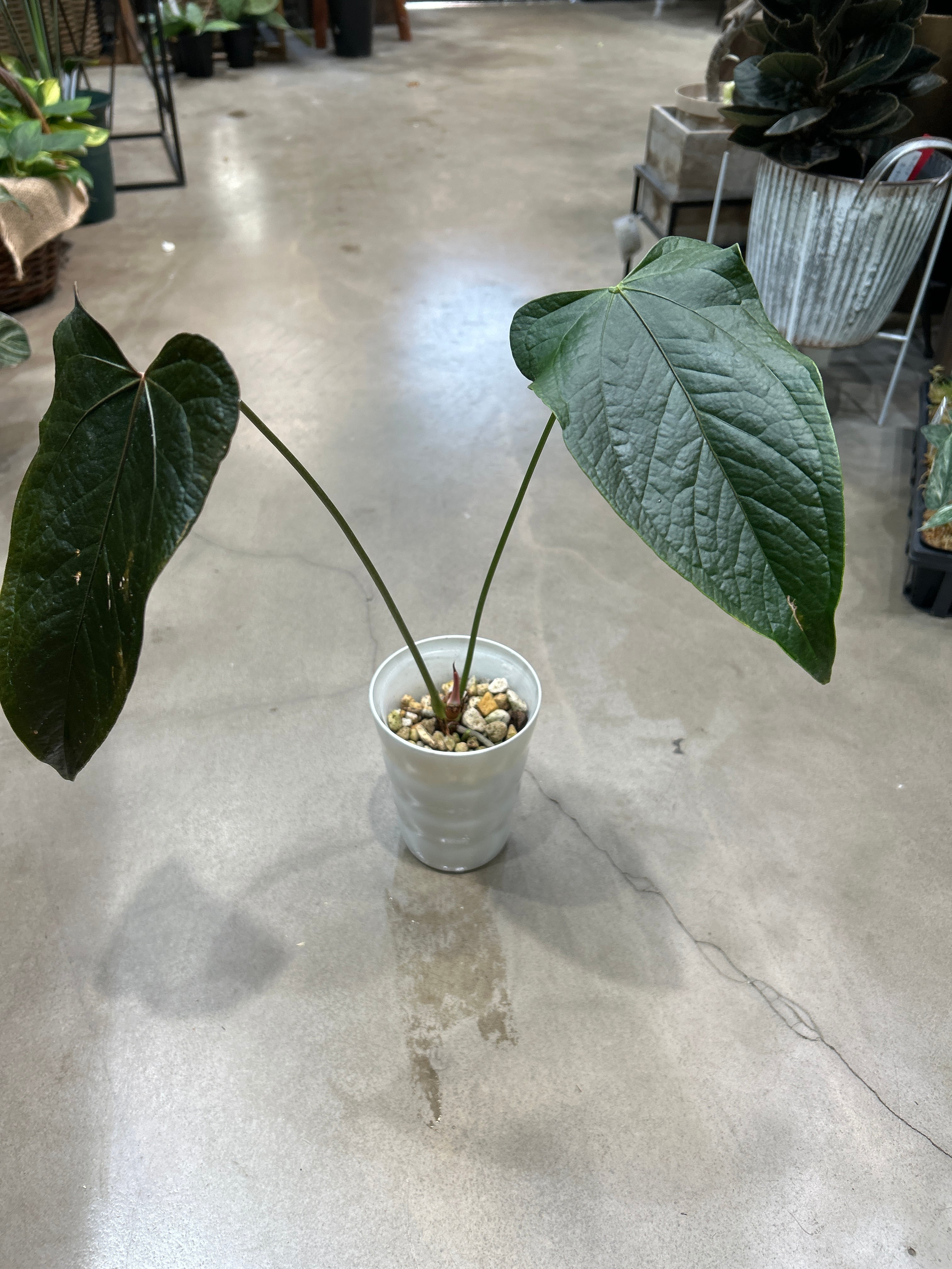 A アンスリウム クイーンオブハート | MIDORIYA 観葉植物専門店